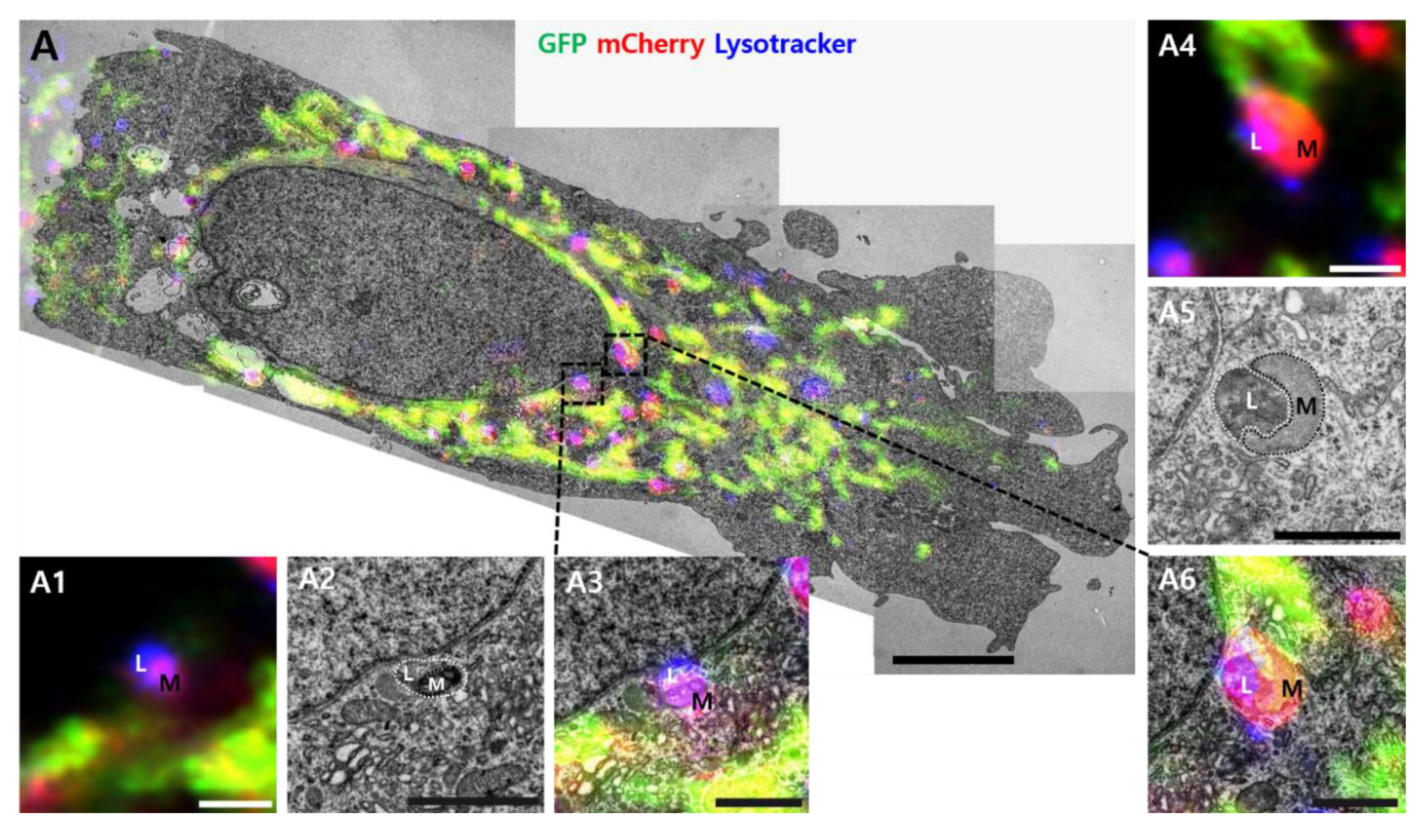 Materials 13 04336 g004a