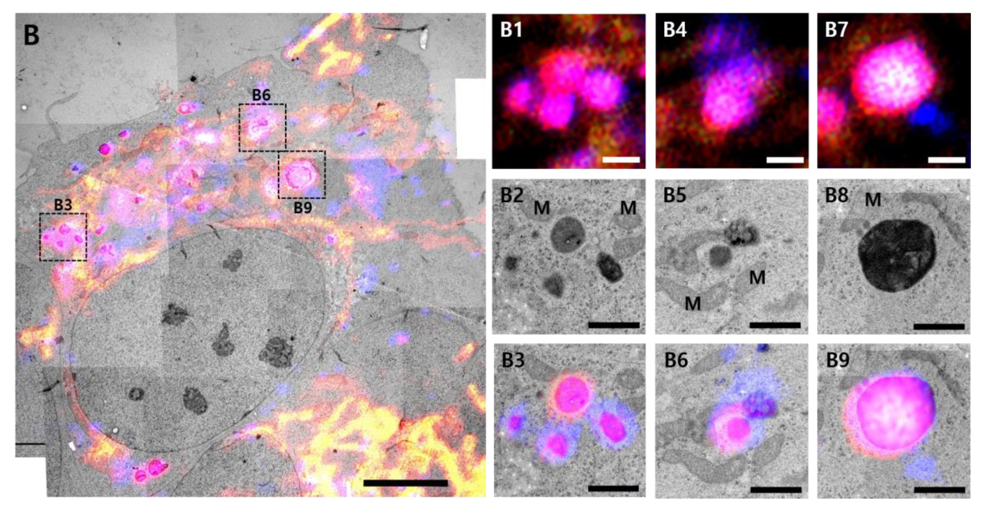 Materials 13 04336 g004b