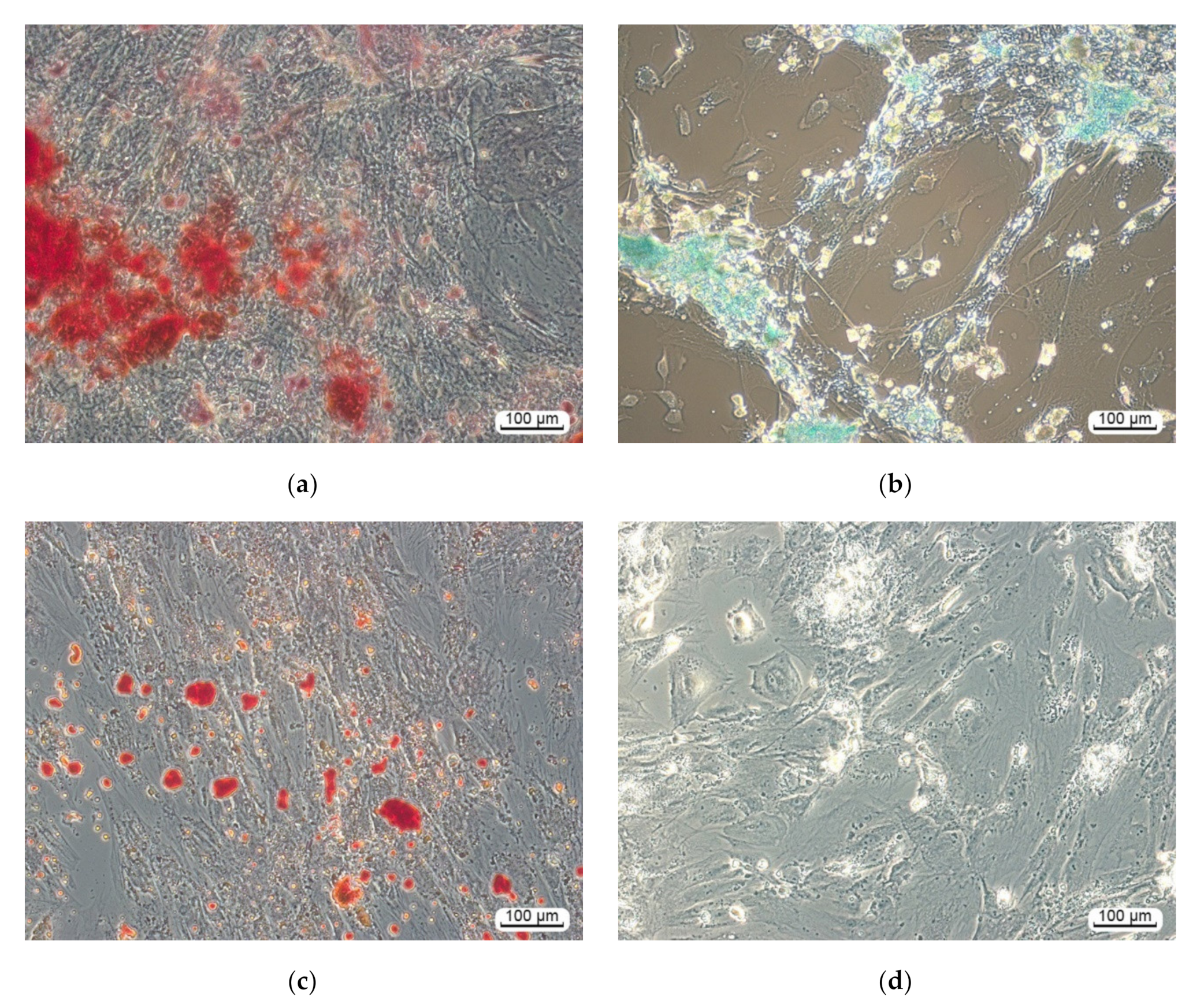 Materials 13 04366 g004 Materials 13 04366 g004