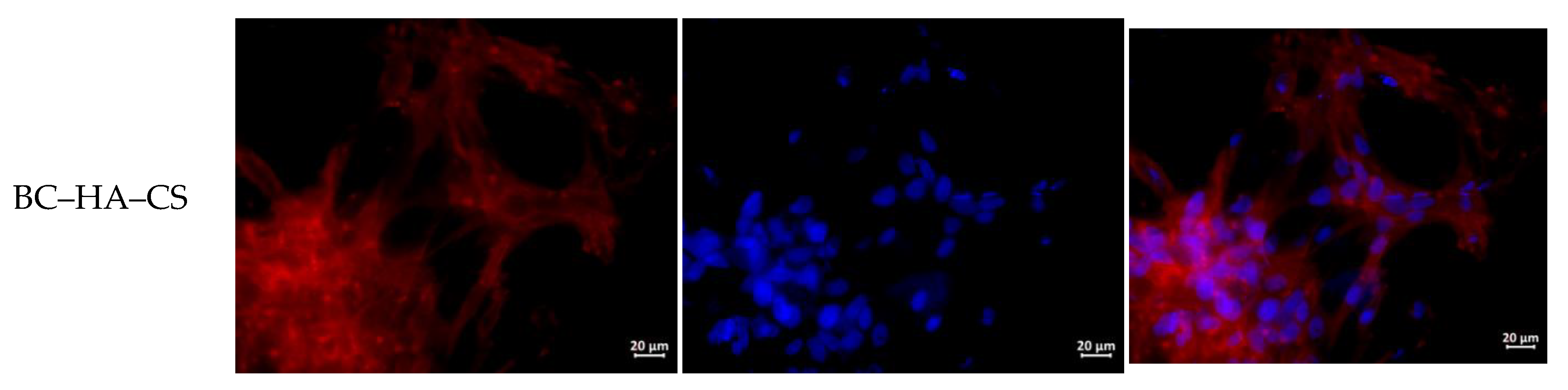 Materials 13 04558 g005b Materials 13 04558 g005b