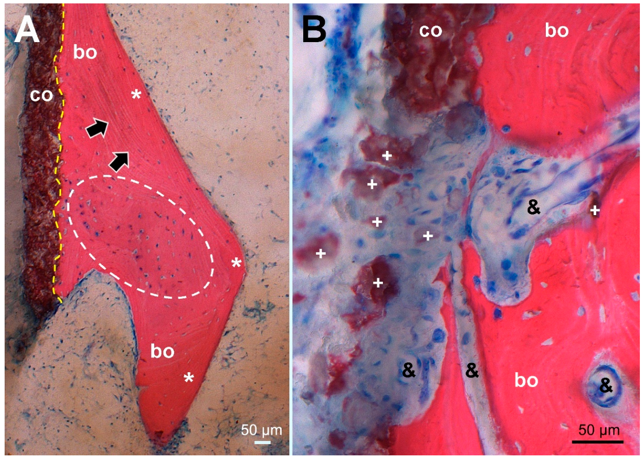 Materials 13 04713 g005 Materials 13 04713 g005