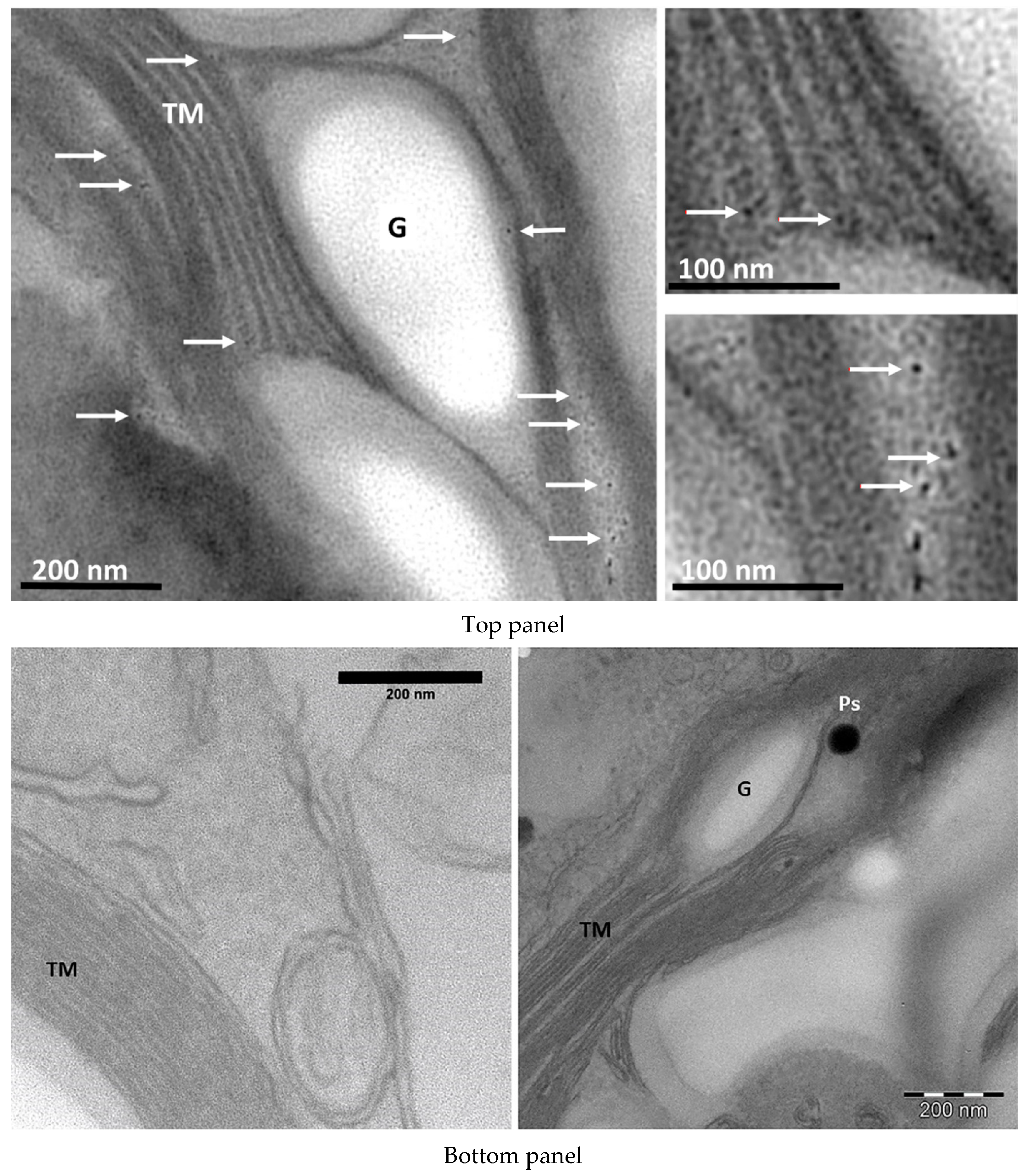Materials 13 05121 g001 Materials 13 05121 g001