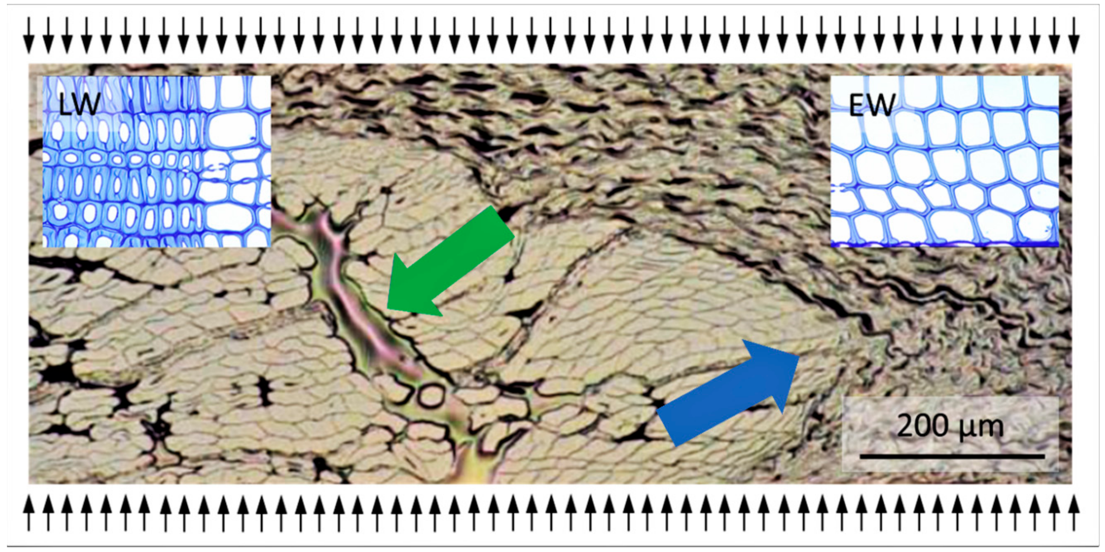 Materials 13 05405 g004