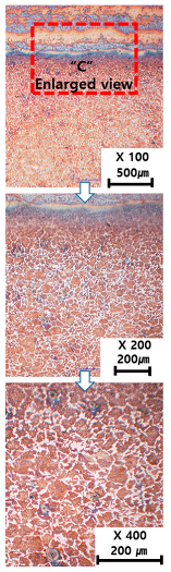 Materials 13 05516 i011 Materials 13 05516 i011