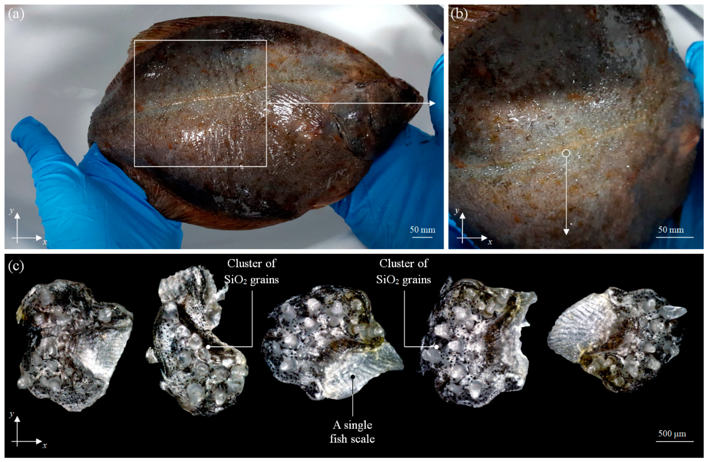 Materials 13 05796 g004 Materials 13 05796 g004