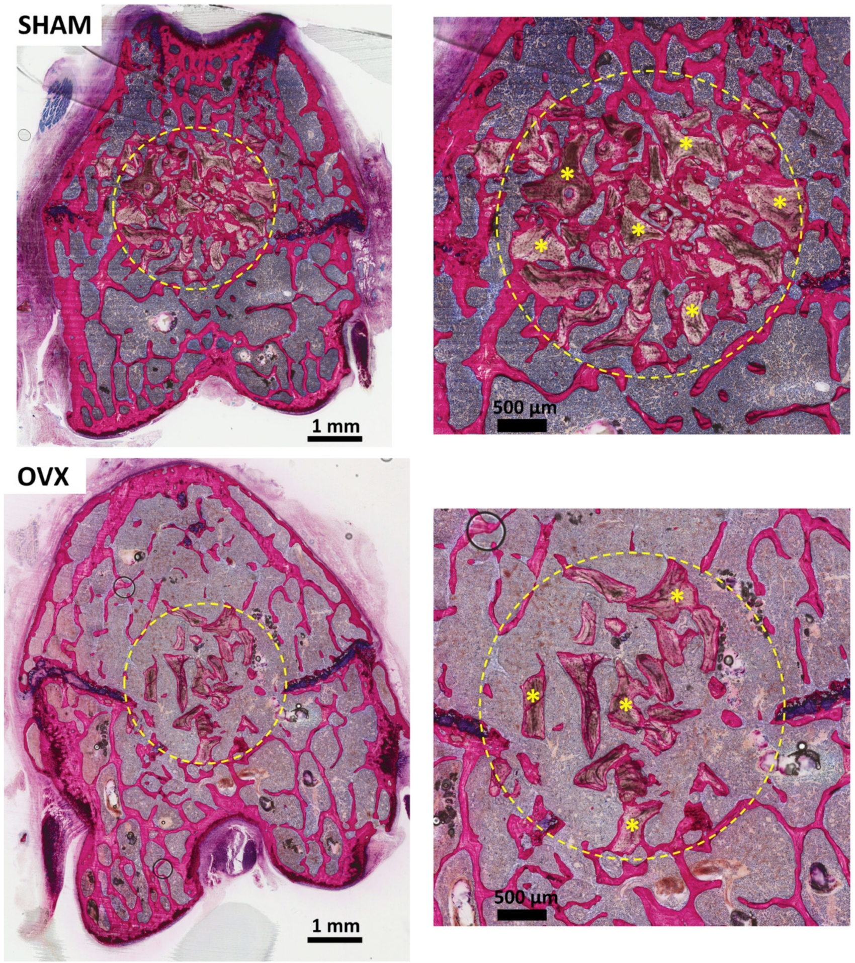 Materials 14 00222 g004 Materials 14 00222 g004