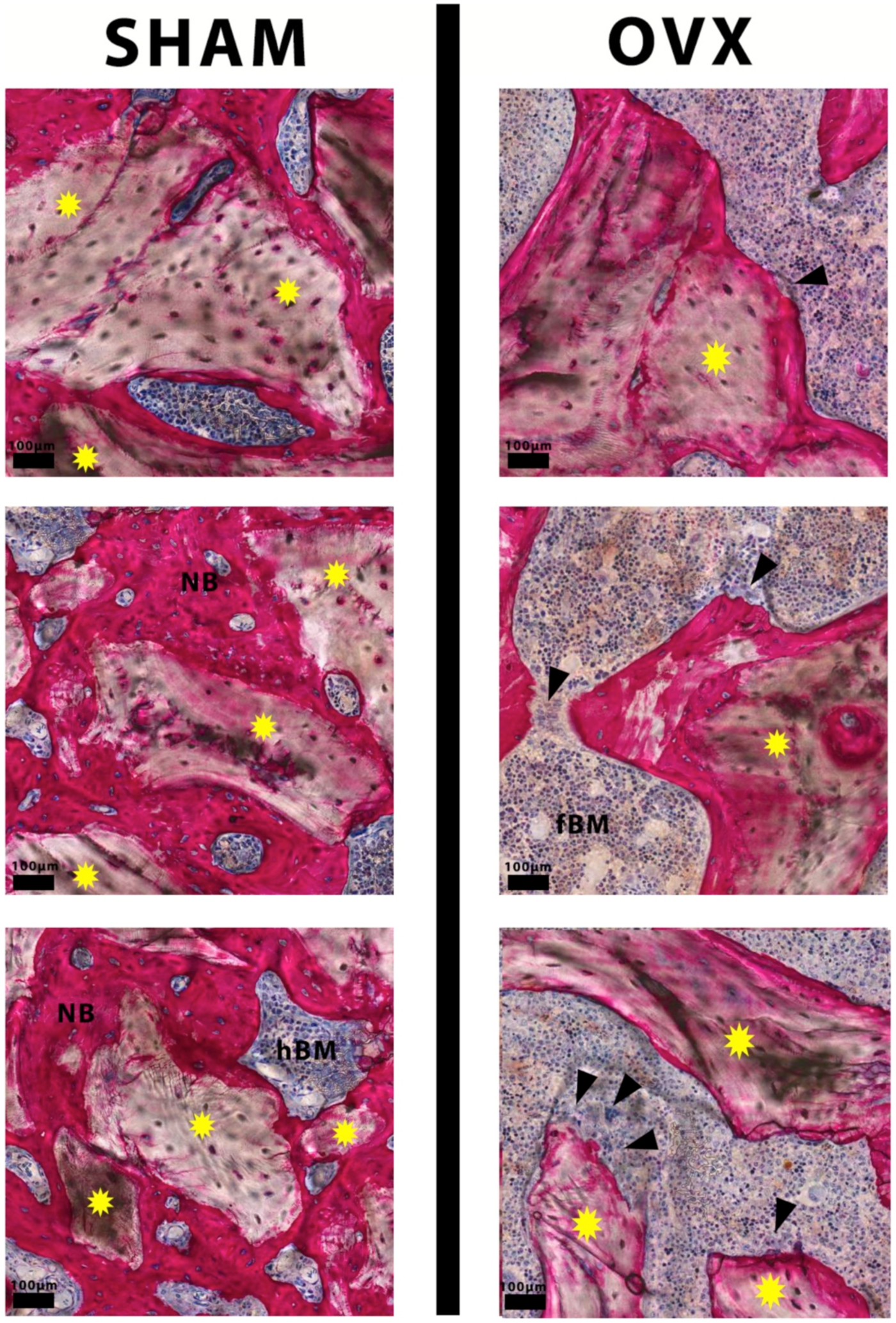 Materials 14 00222 g005 Materials 14 00222 g005