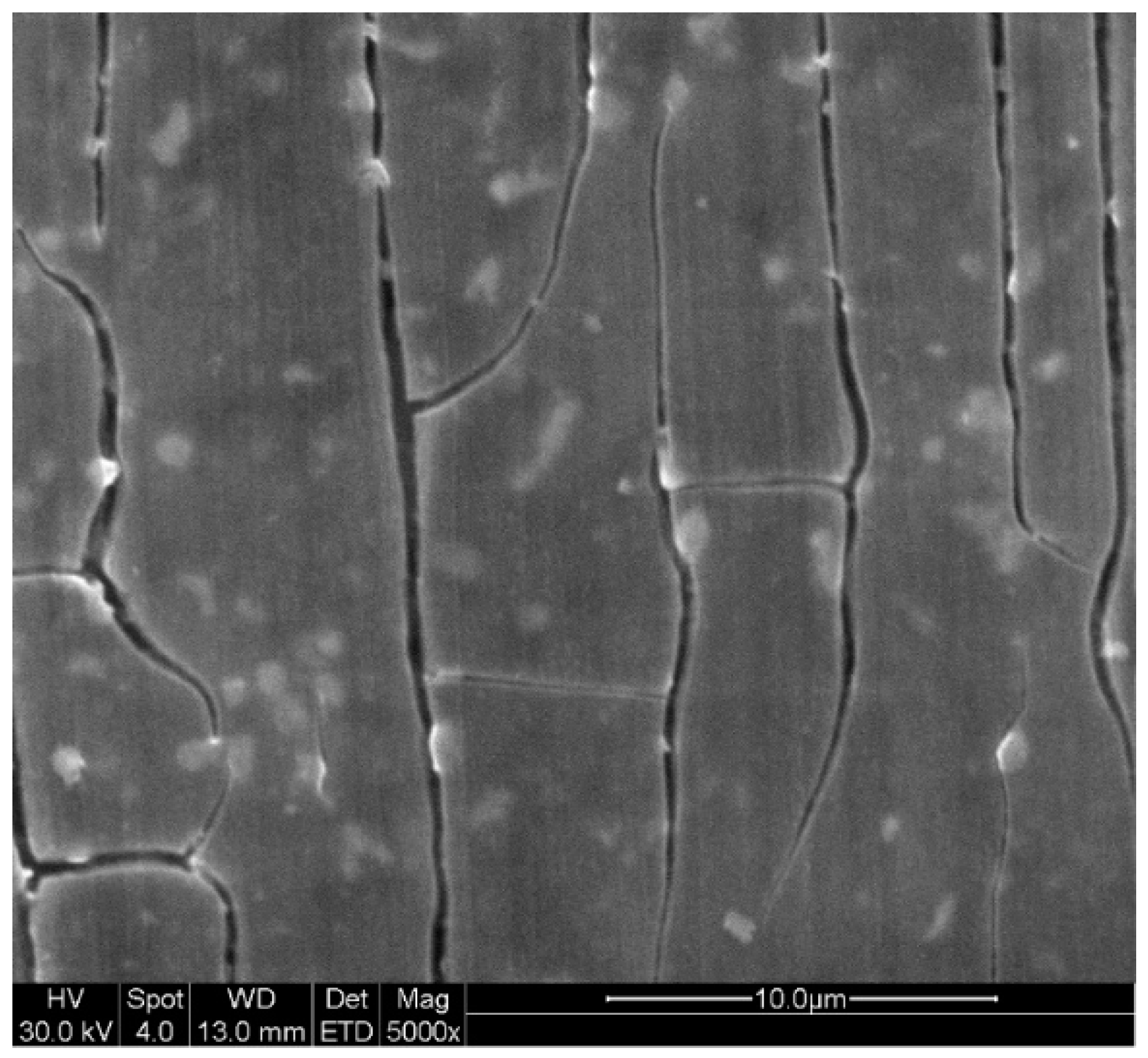 Materials 14 00286 g004 Materials 14 00286 g004