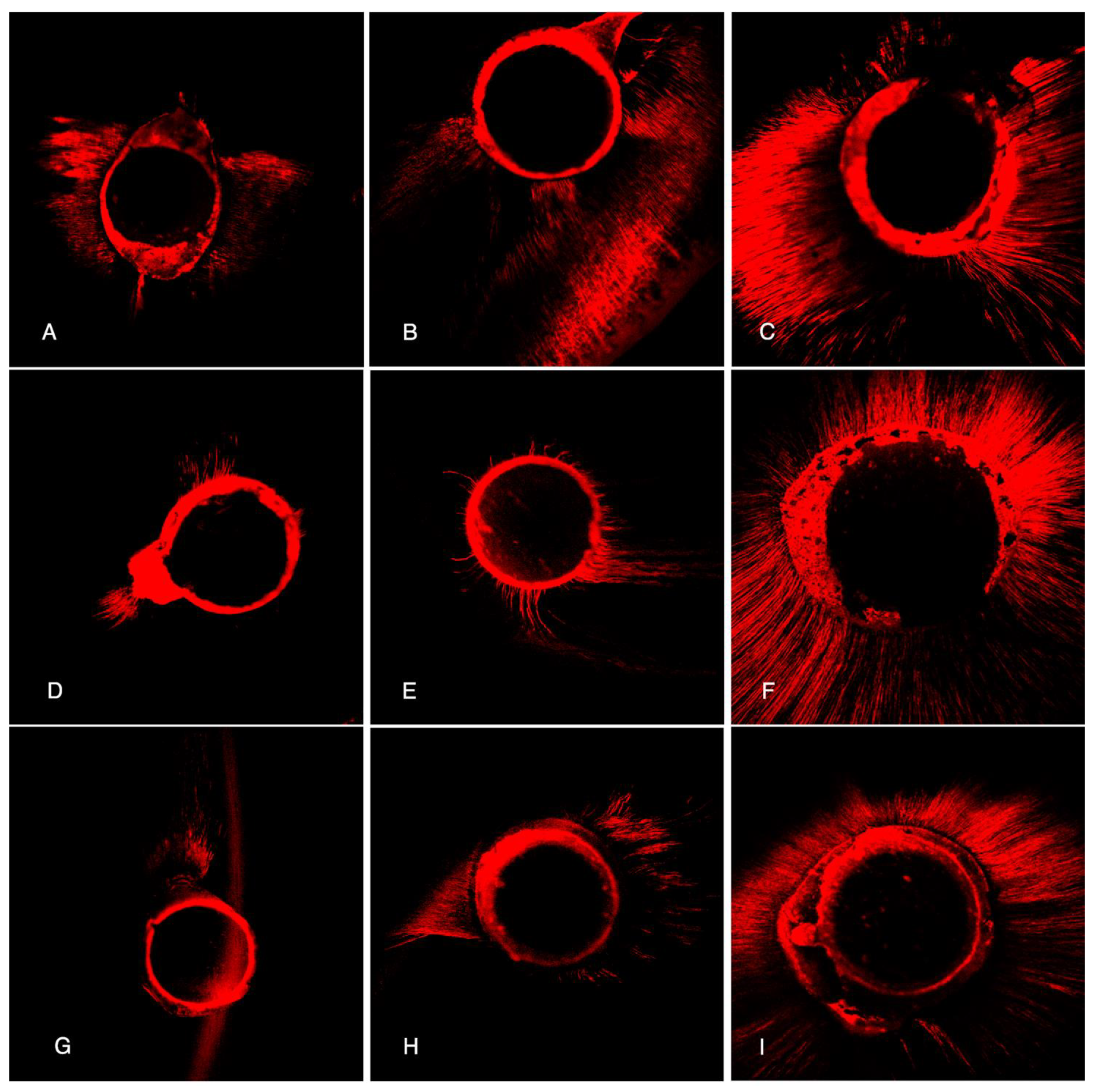 Materials 14 00659 g002 Materials 14 00659 g002