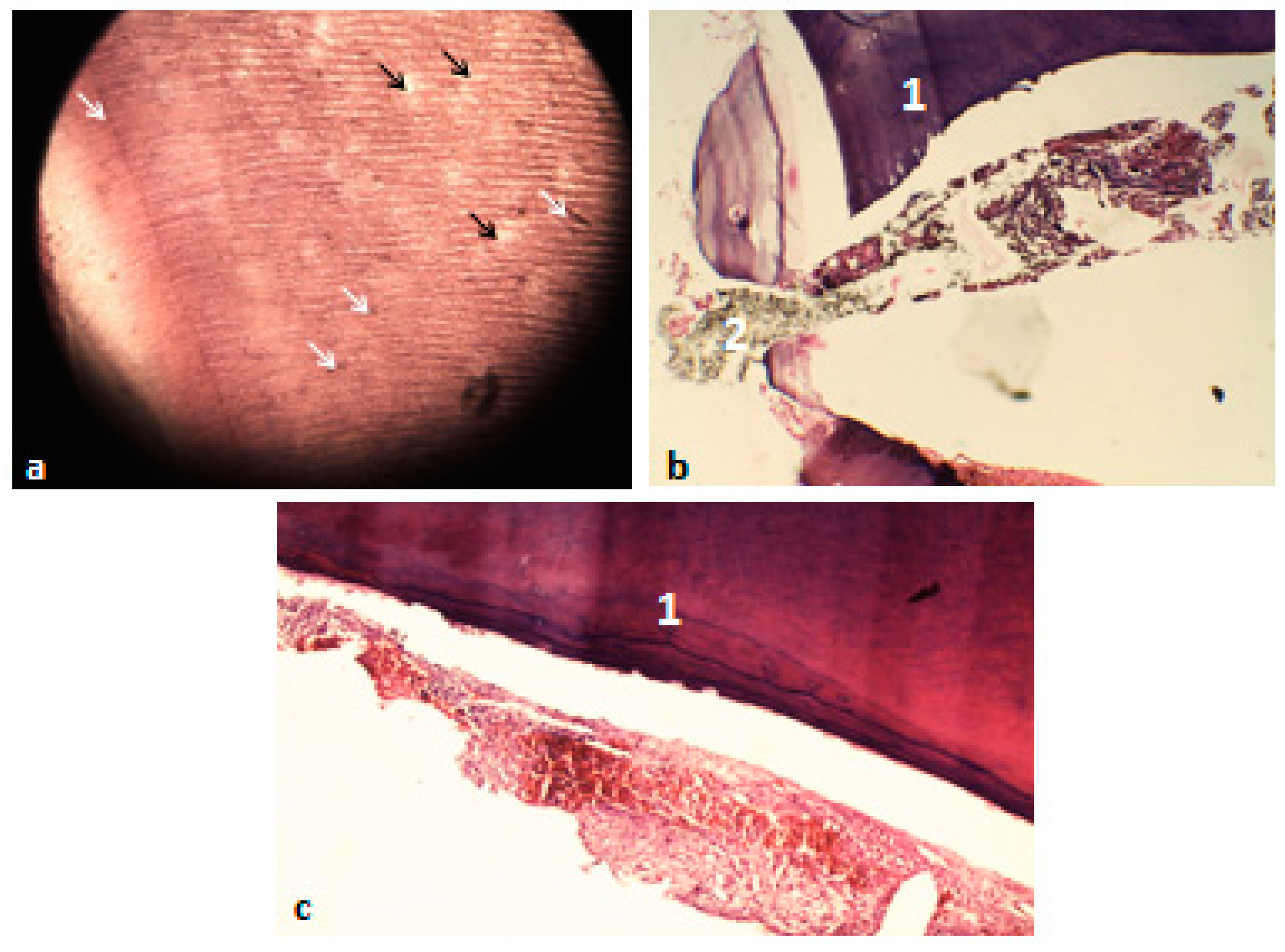 Materials 14 00678 g004 Materials 14 00678 g004