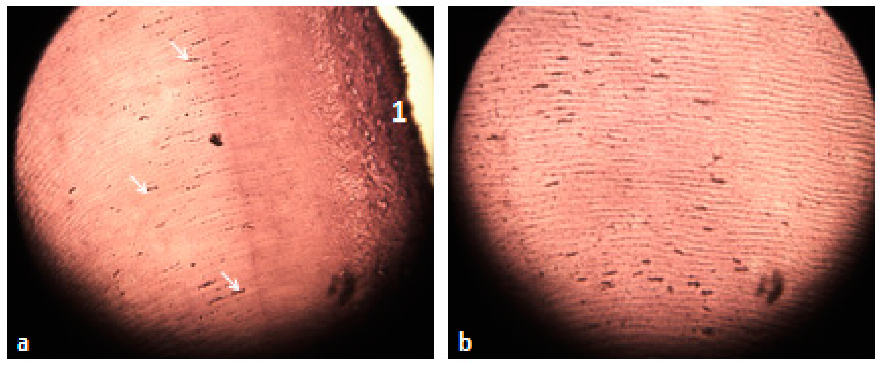 Materials 14 00678 g005 Materials 14 00678 g005