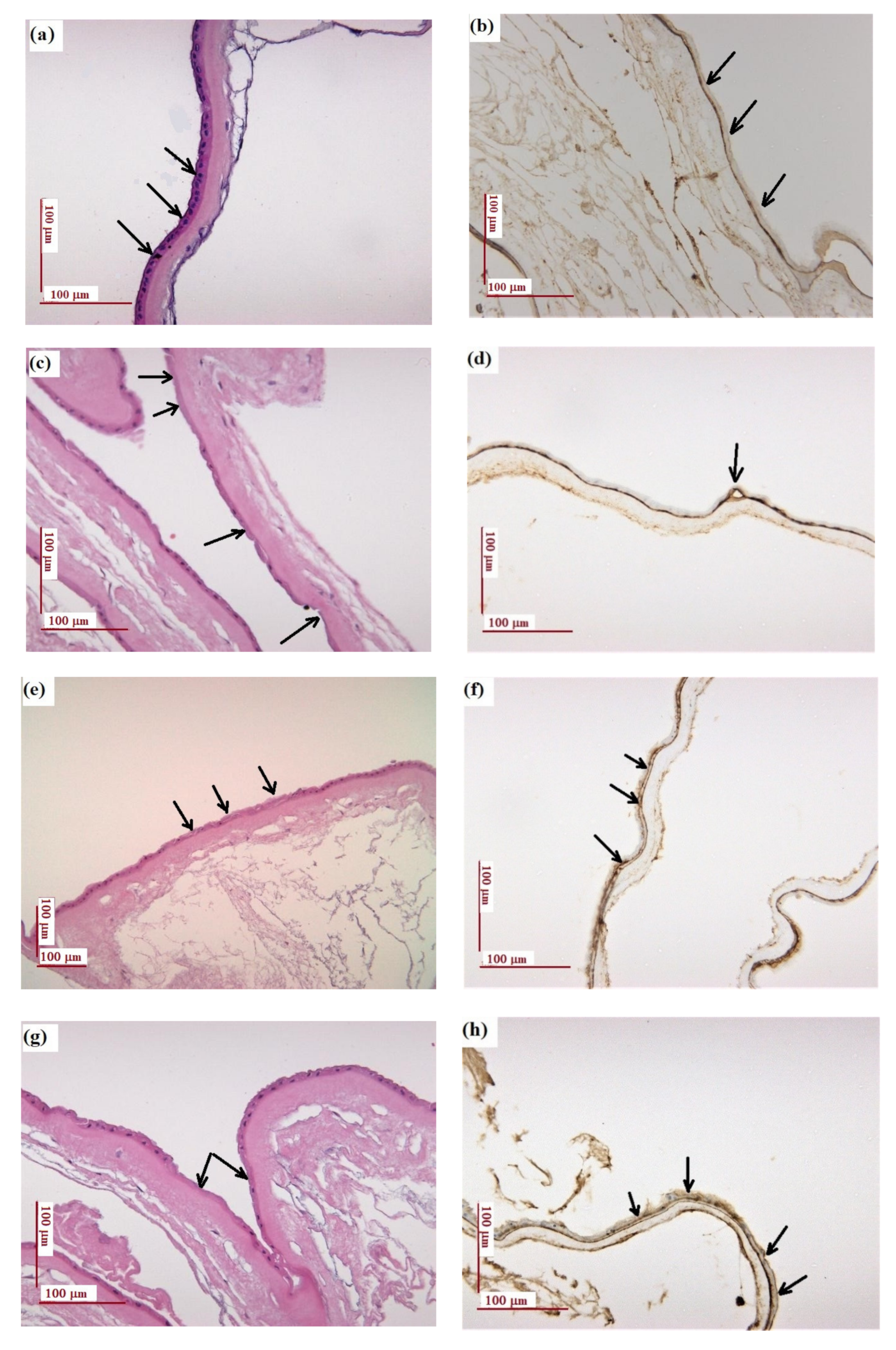 Materials 14 00863 g002a
