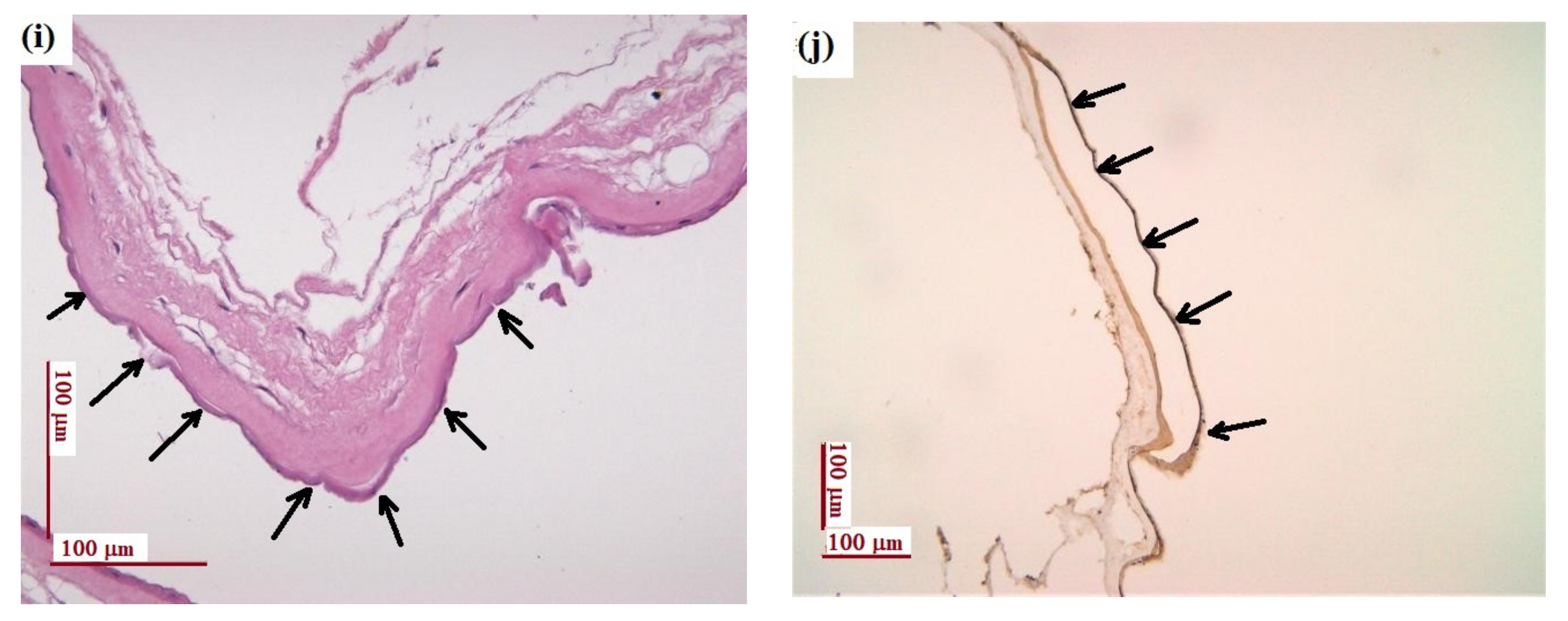 Materials 14 00863 g002b