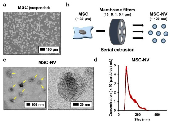 Stem Cell-Engineered Nanovesicles Exert Proangiogenic and