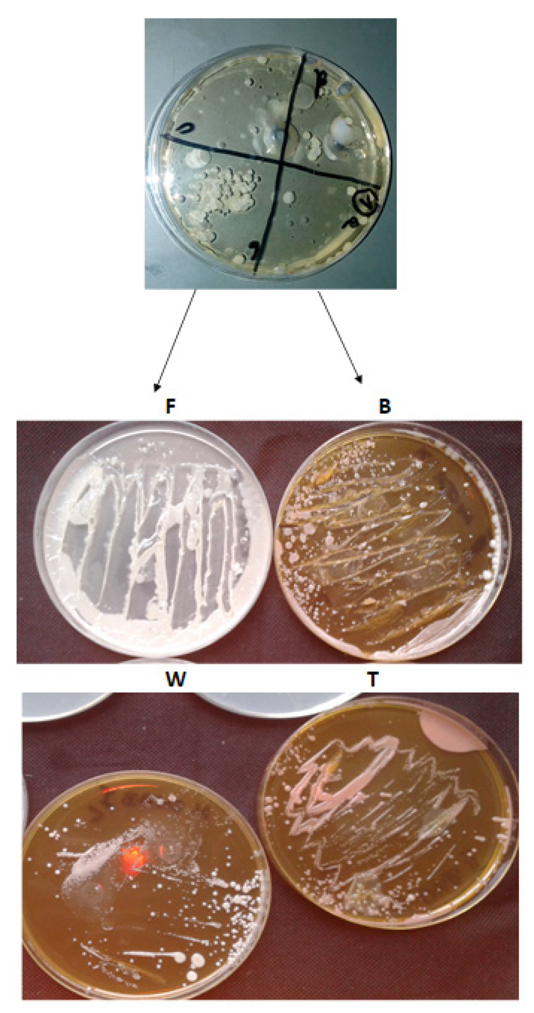 Materials 14 01372 g001