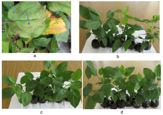 In Vitro and In Vivo Evaluation of Silver Nanoparticles