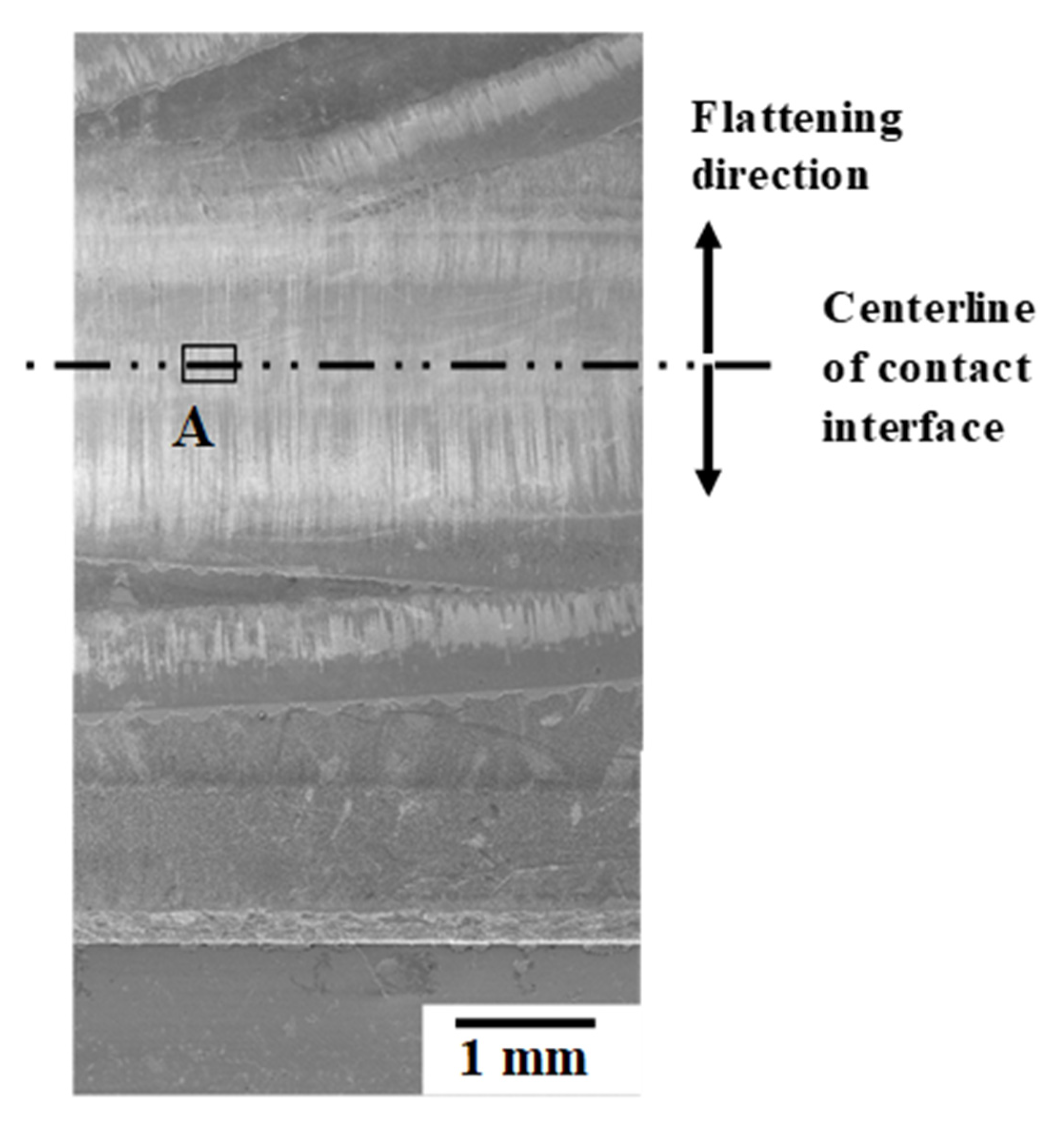 Free-Forging of Pure Titanium with High Reduction of