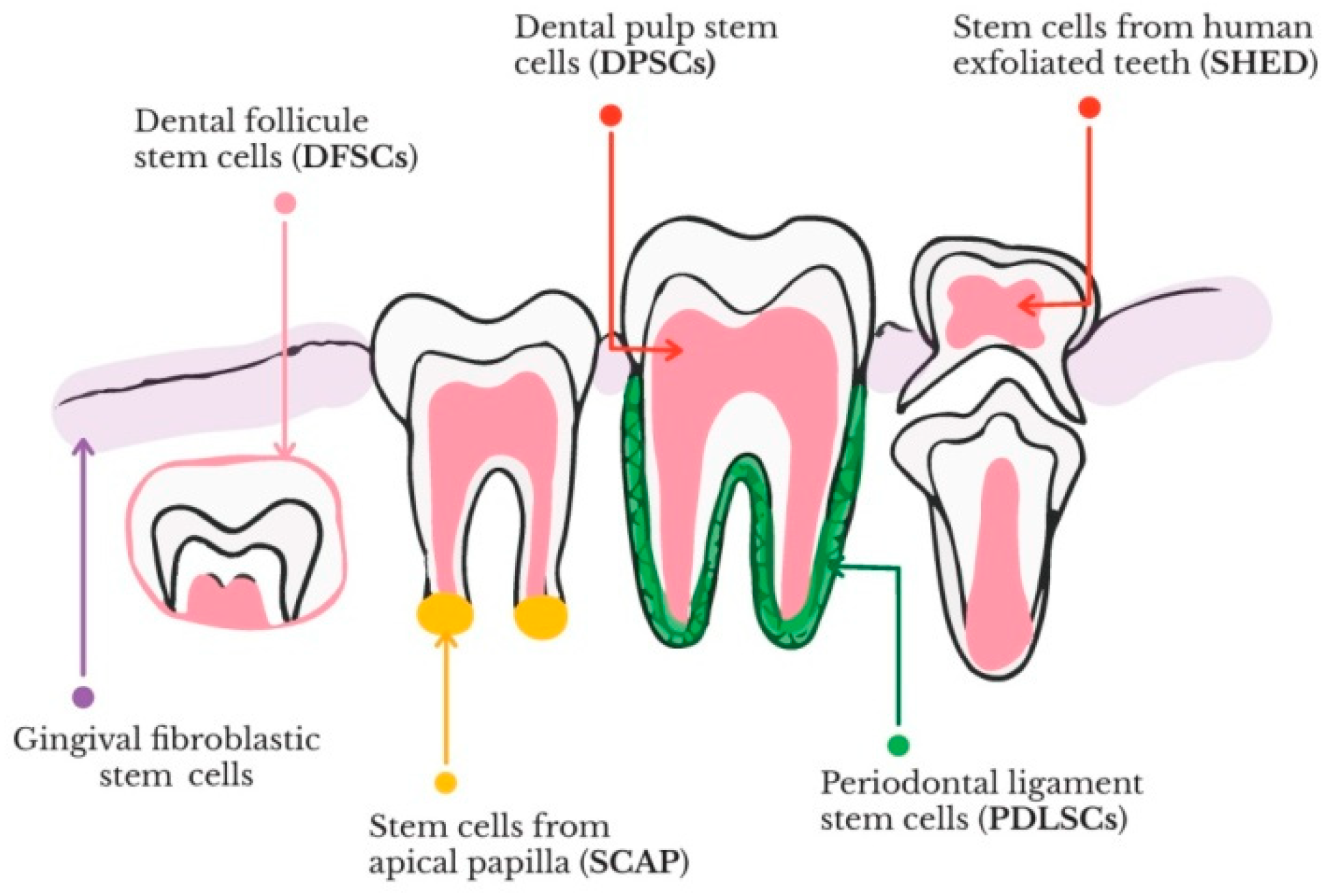 Cuanto cuesta una revisión dental españa