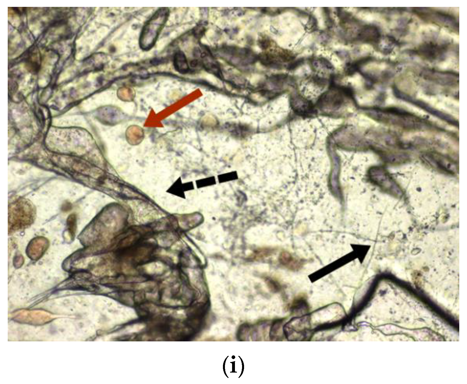Materials 14 02906 g006b Materials 14 02906 g006b