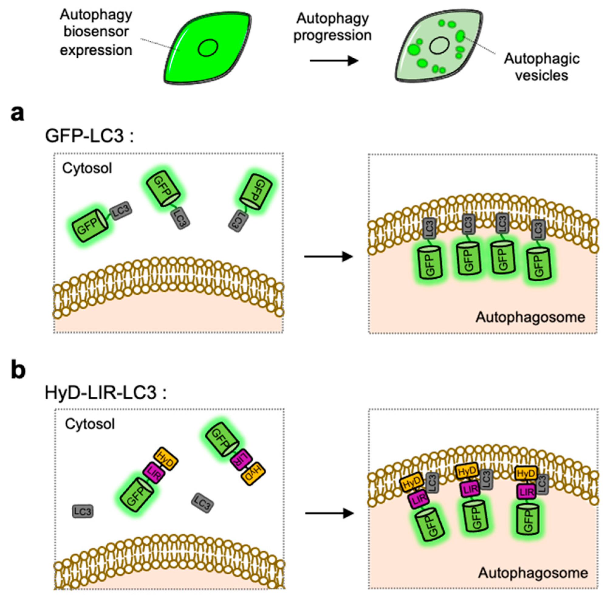 An Overview of Fluorescent Protein Tags