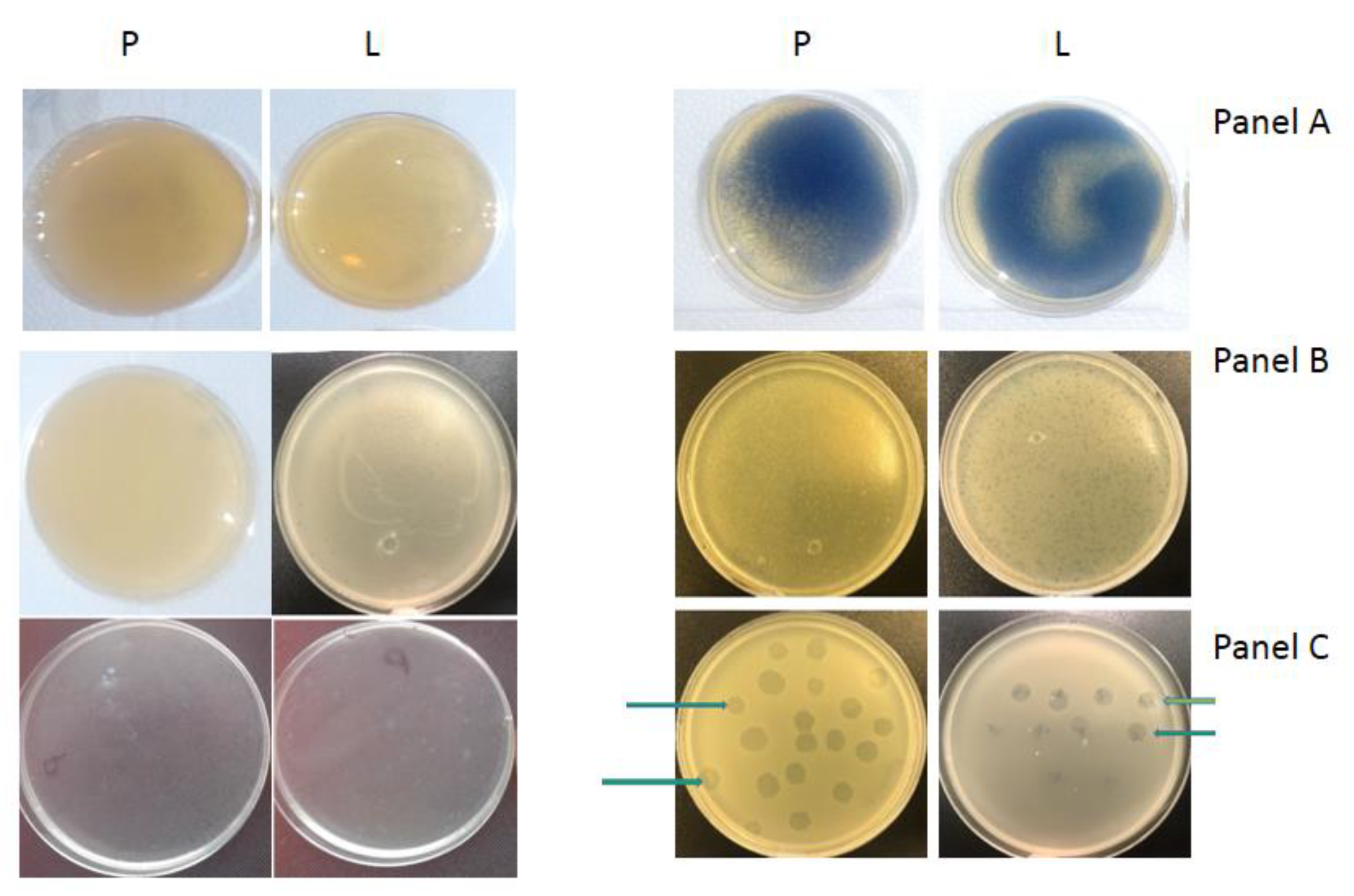 Materials 14 03086 g006 Materials 14 03086 g006
