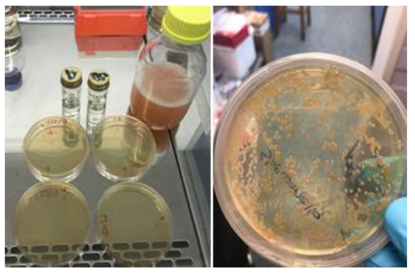 Materials 14 03154 g002