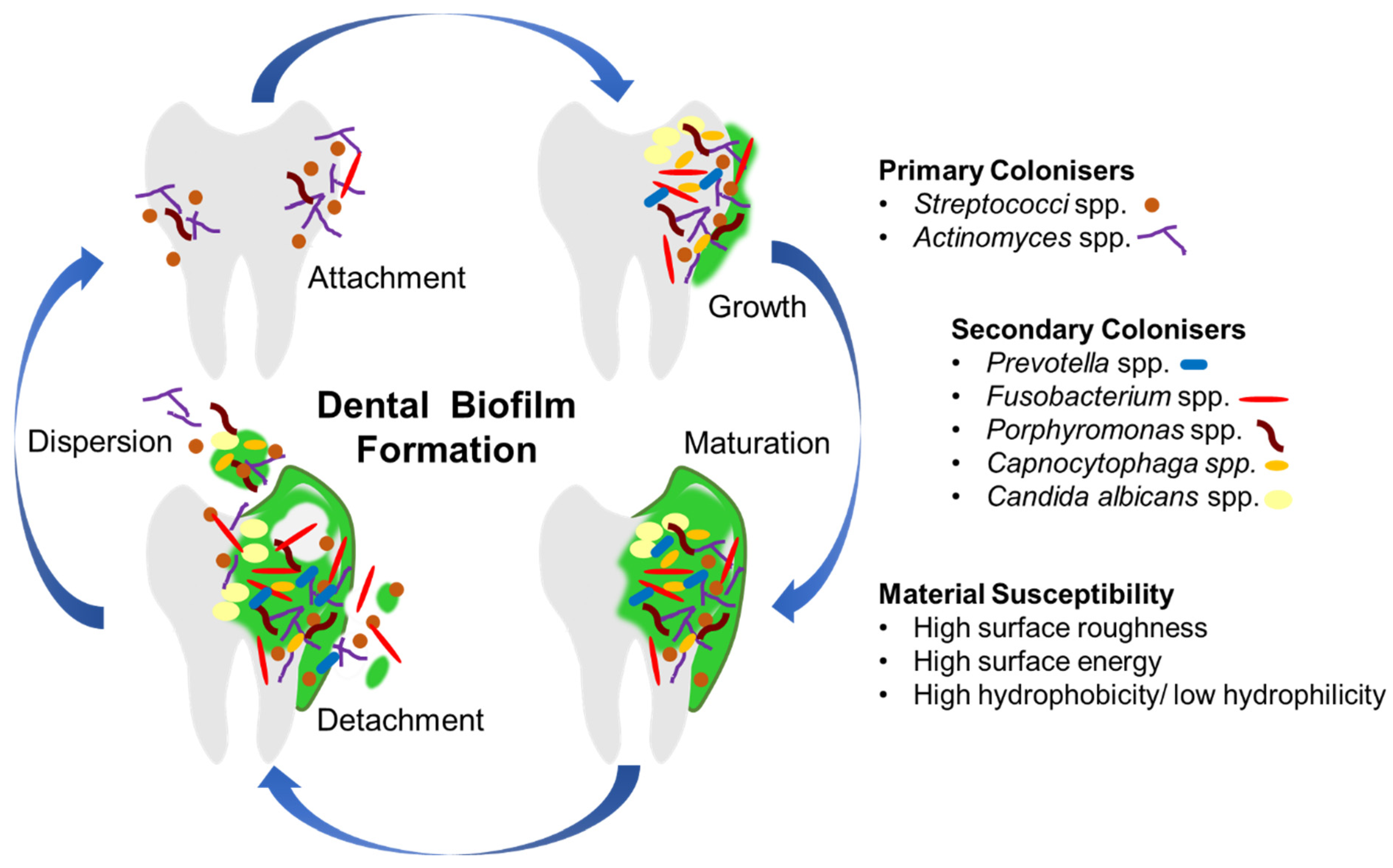 Dental Applications