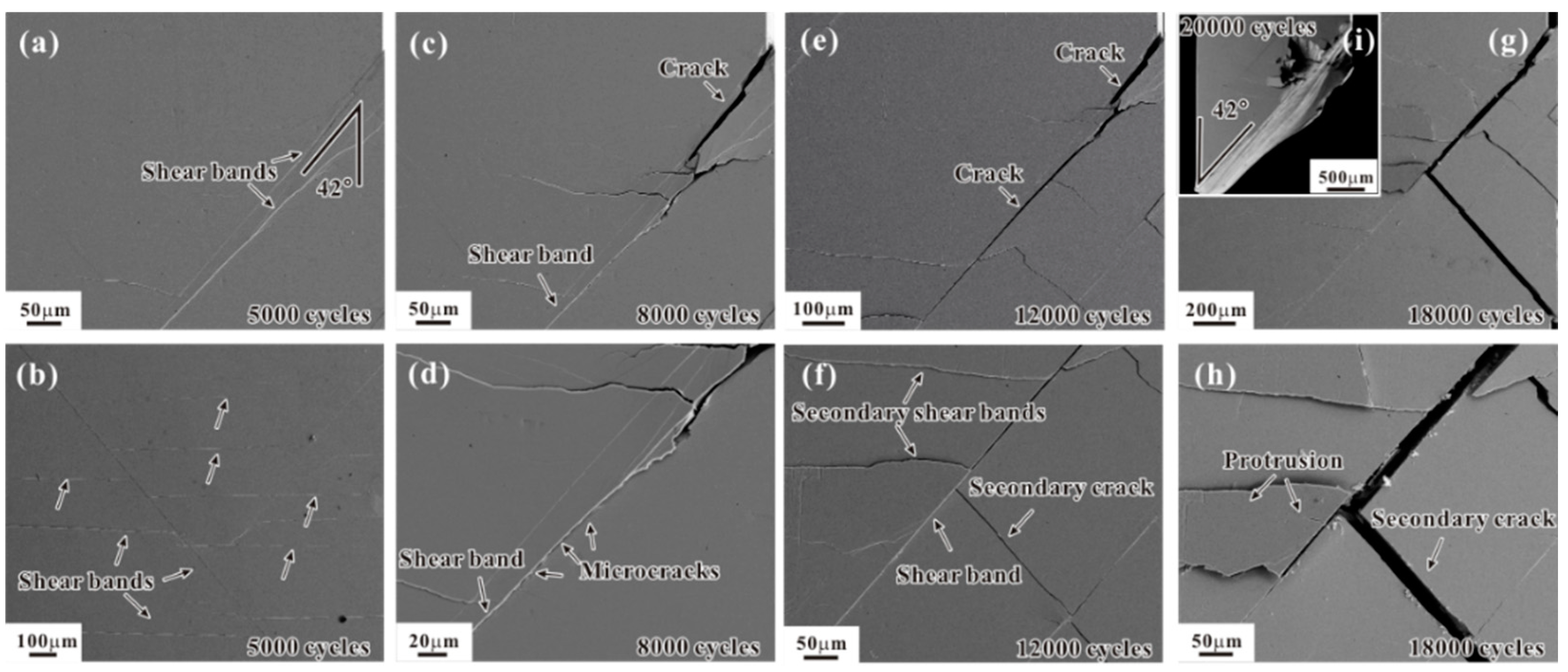 Shear Band Evolution under Cyclic Loading and Fatigue Property in