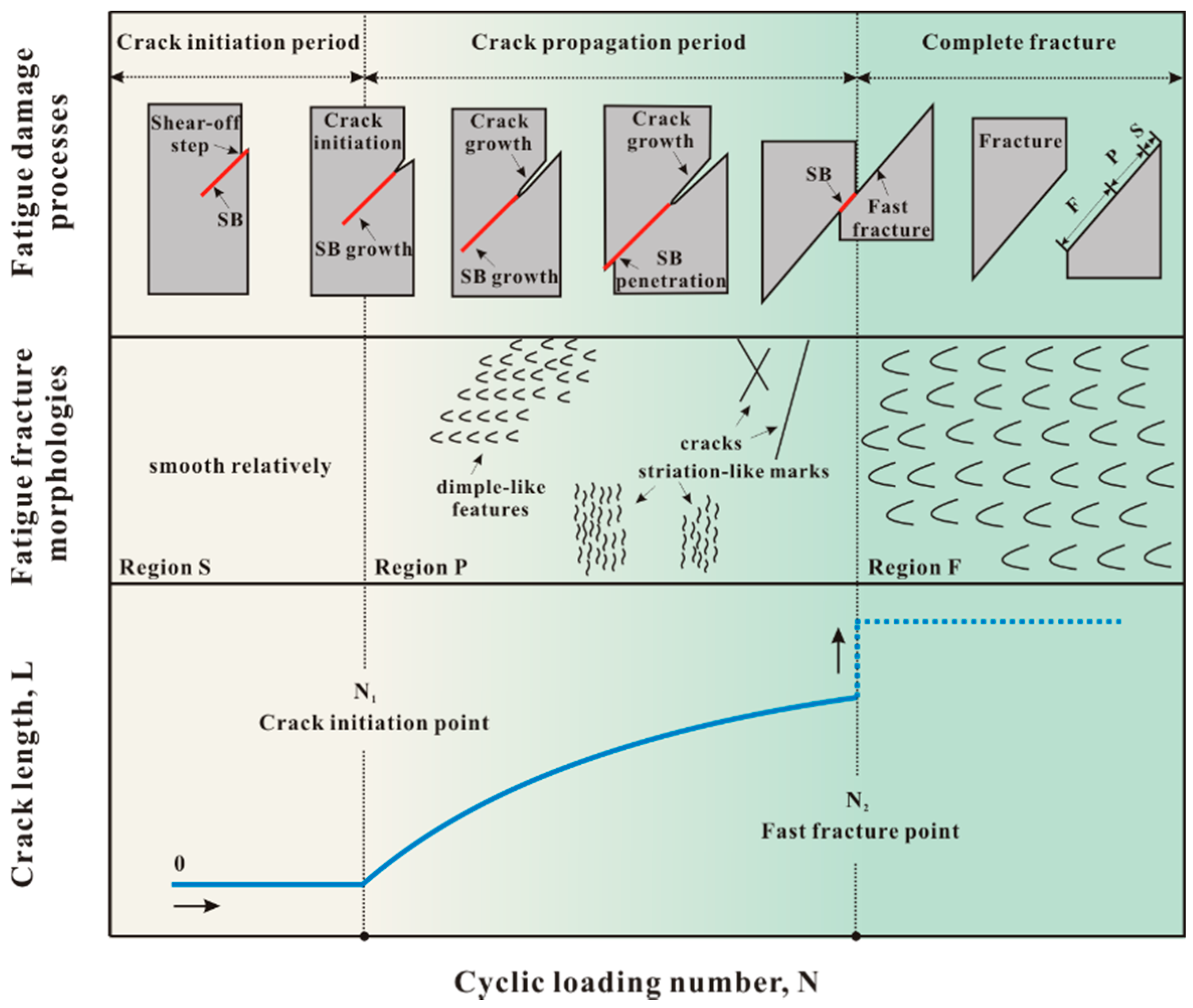 Shear Band Evolution under Cyclic Loading and Fatigue Property in