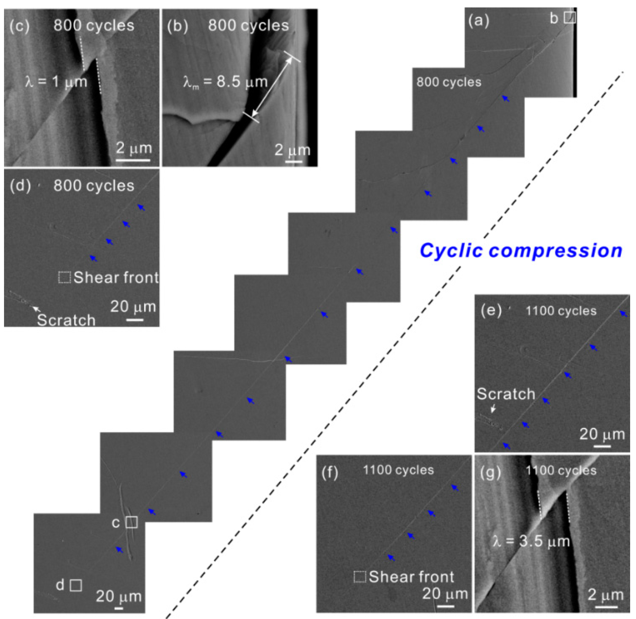 Shear Band Evolution under Cyclic Loading and Fatigue Property in