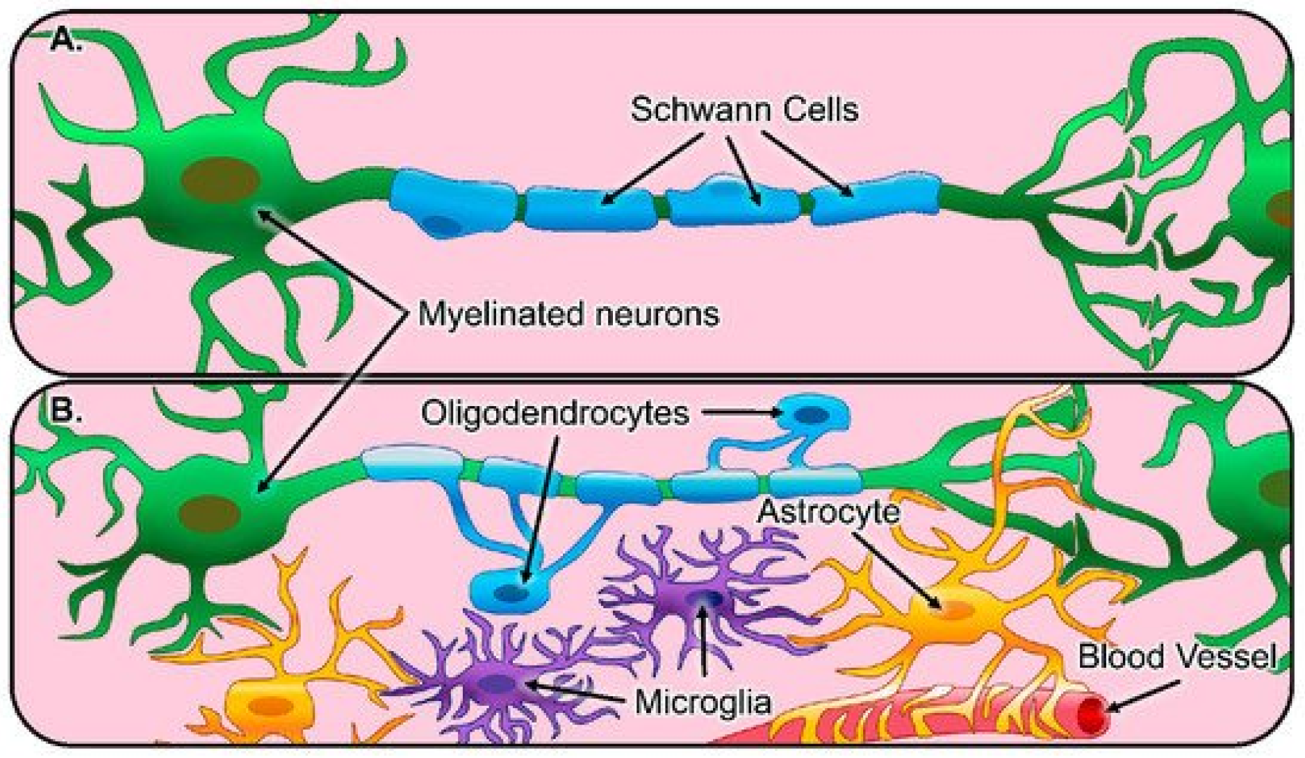 Astrocyte Cell Diagram Biology Diagrams
