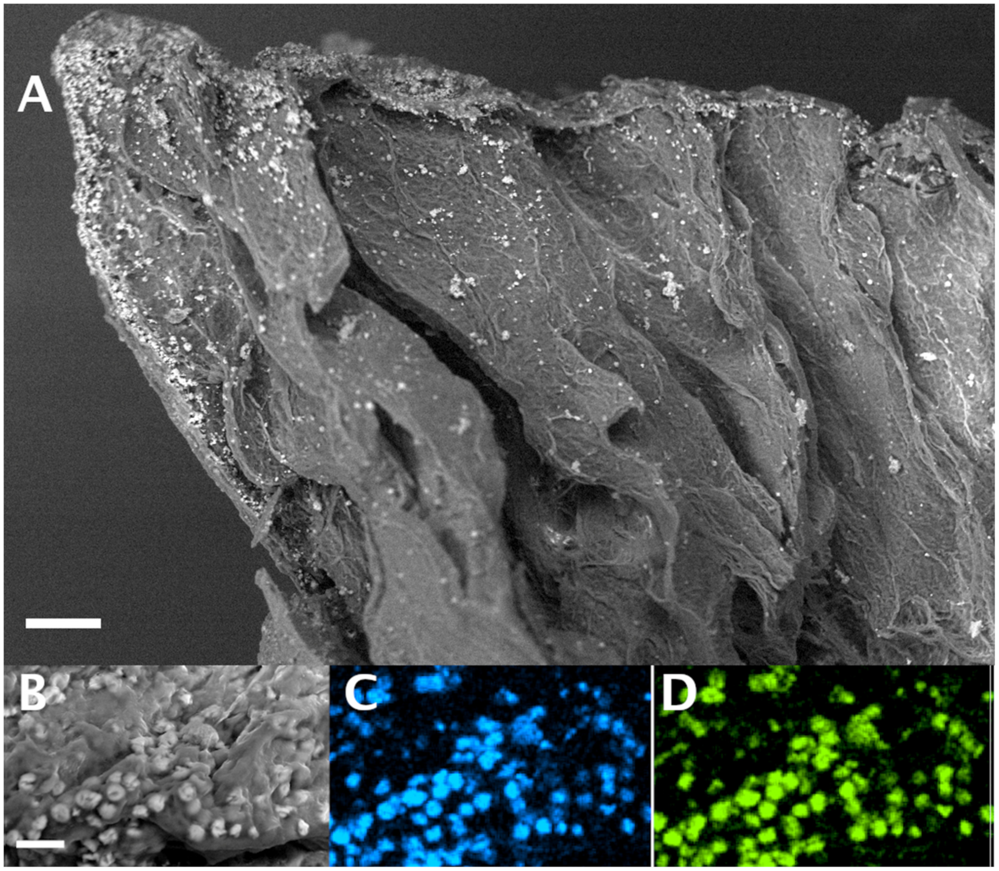 Materials 14 03852 g006 550