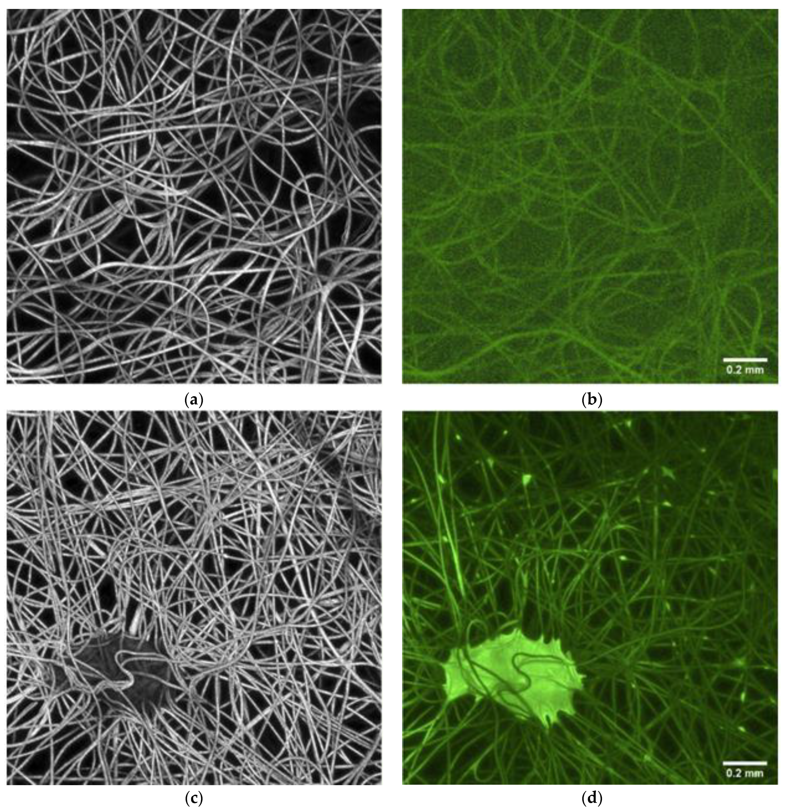 Materials 14 03861 g002