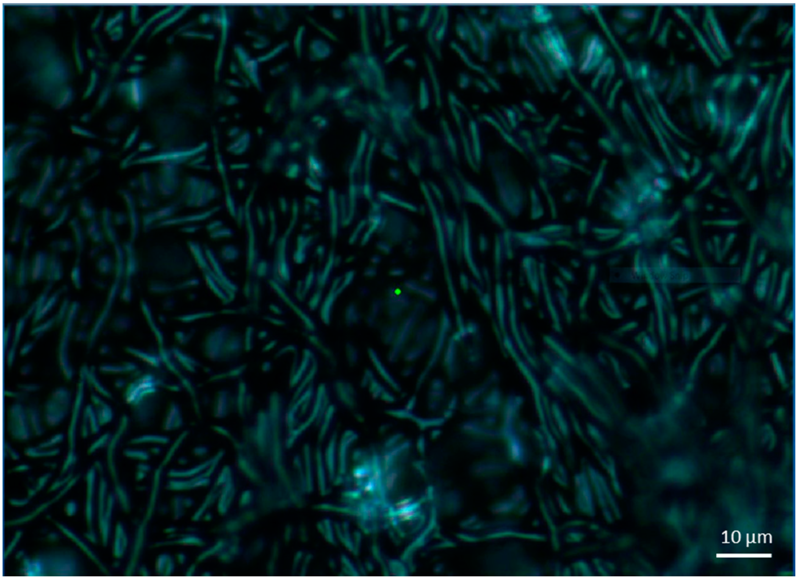 Materials 14 03872 g006