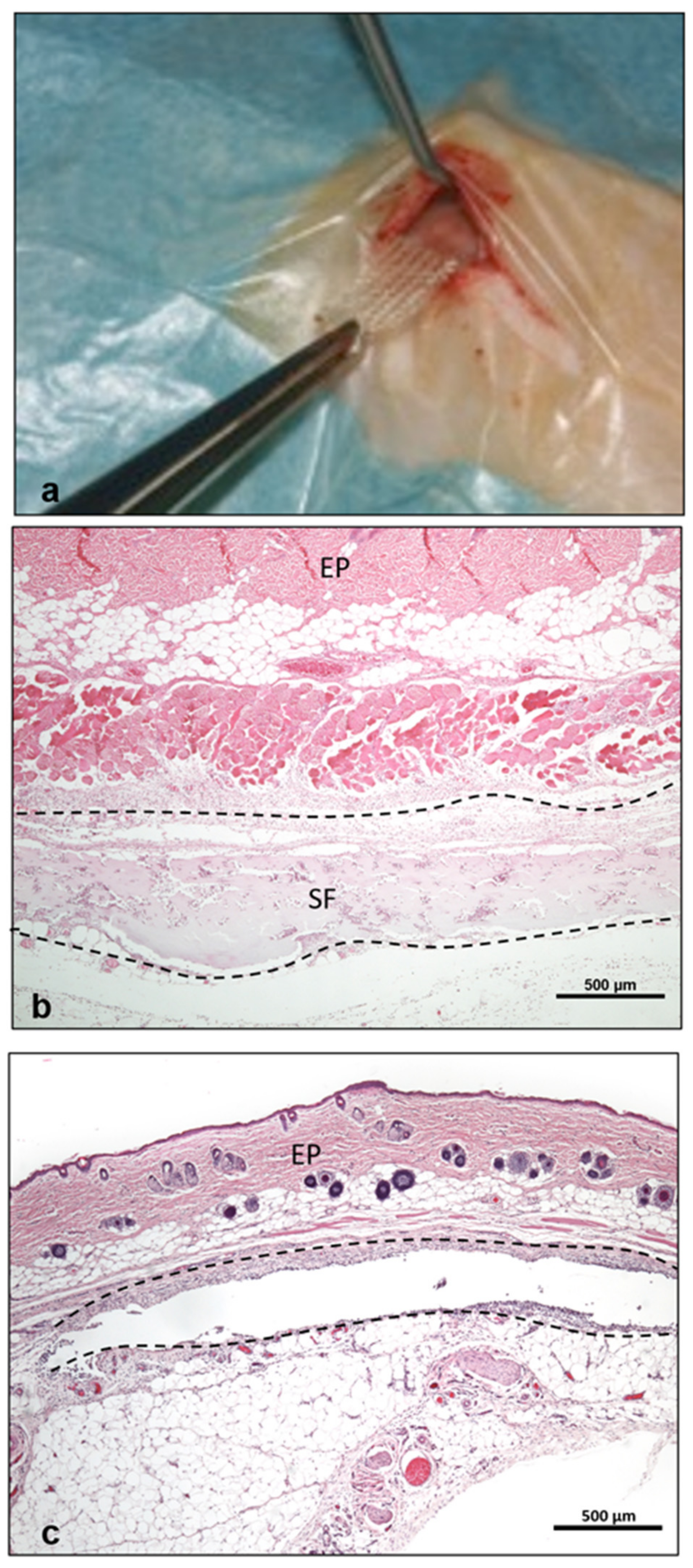Materials 14 04038 g001