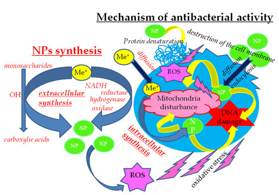 A Review on Silver Nanoparticles: Classification, Various