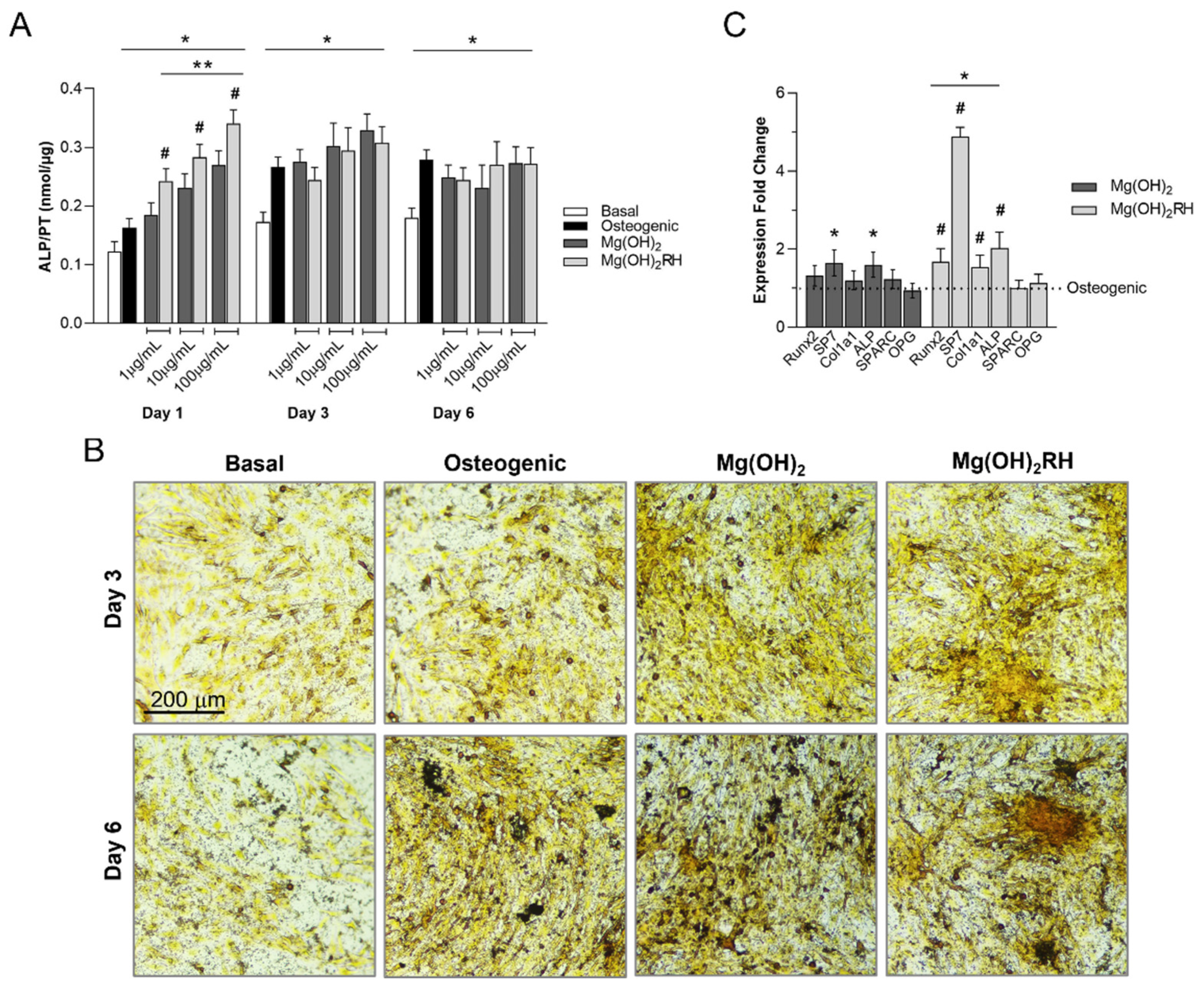 Materials Free Full Text Rosehip Extract Functionalized Magnesium Hydroxide Nanoparticles And Its Effect On Osteoblastic And Osteoclastic Cells Html