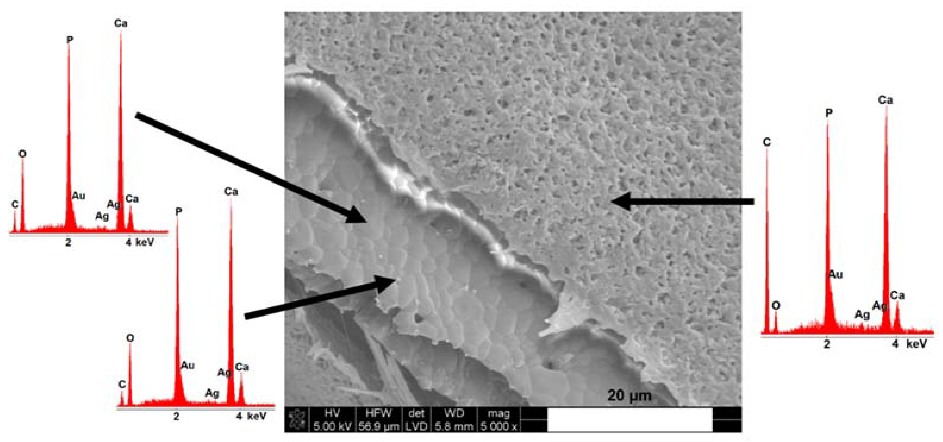 Materials 14 04227 g004