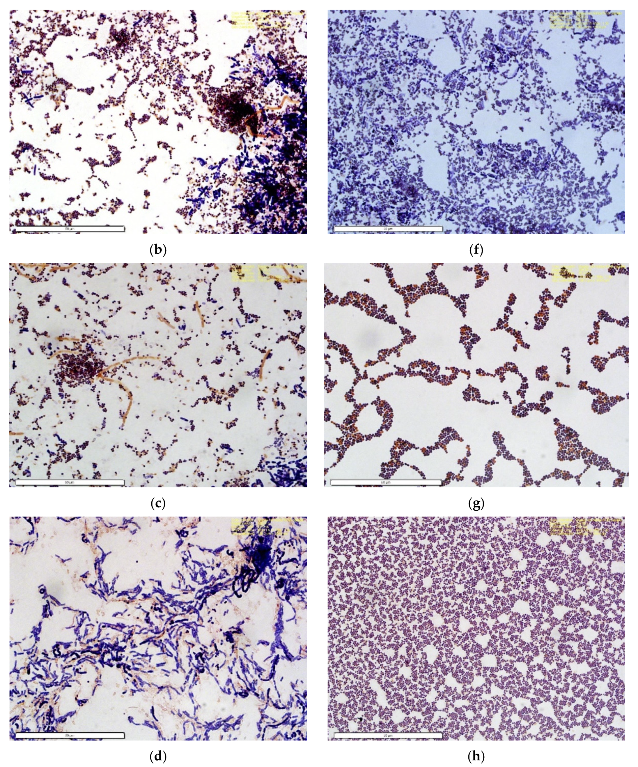 Materials 14 04272 g014b