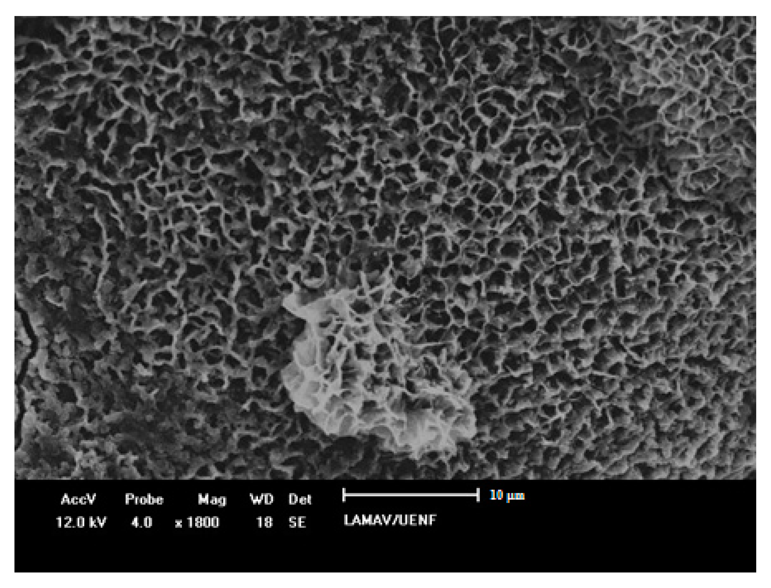 Materials 14 04304 g011 550