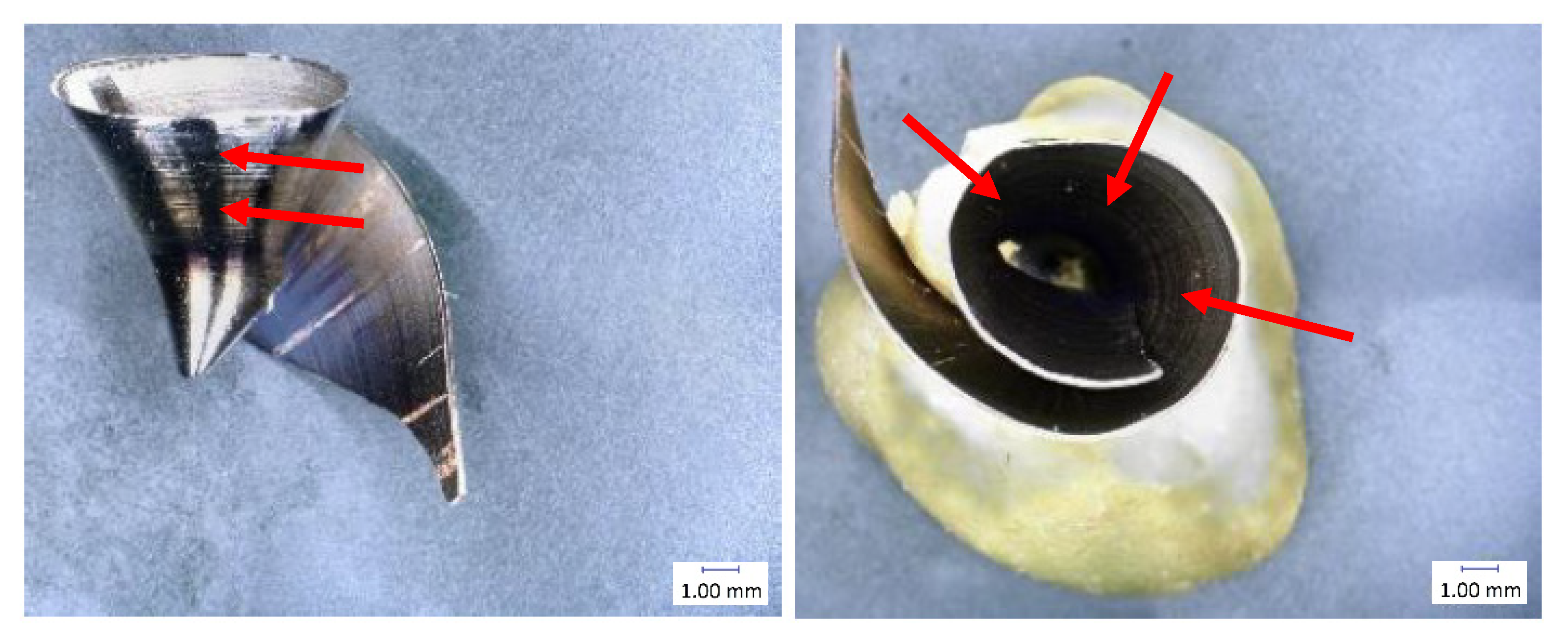 Materials 14 04381 g003 550