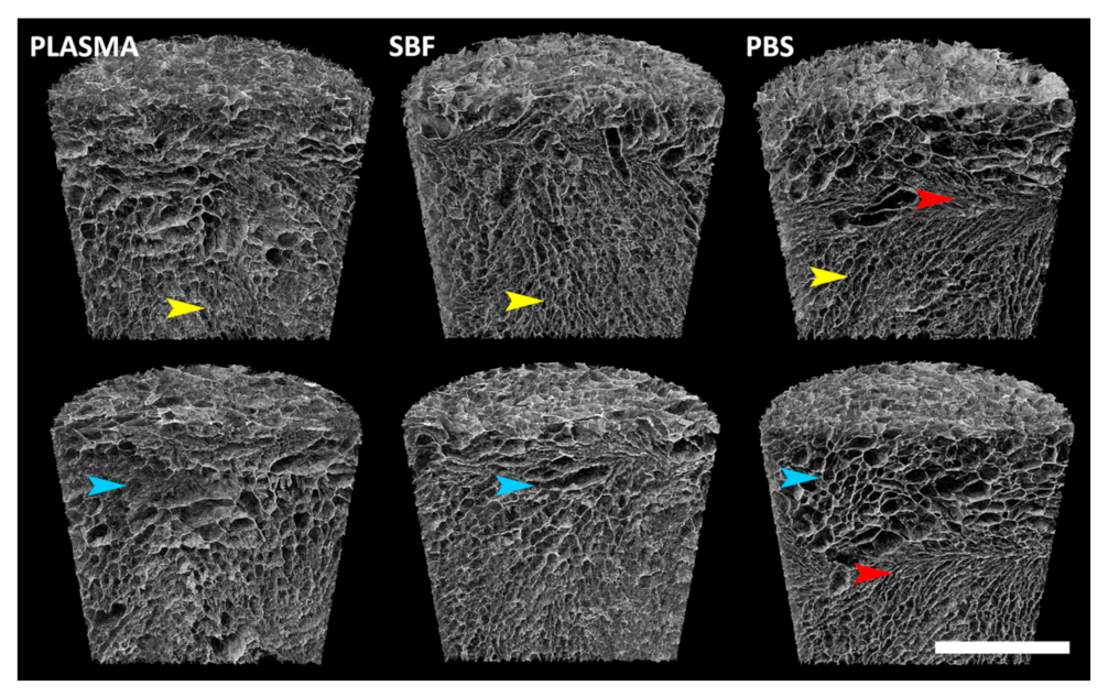 Materials 14 04388 g005