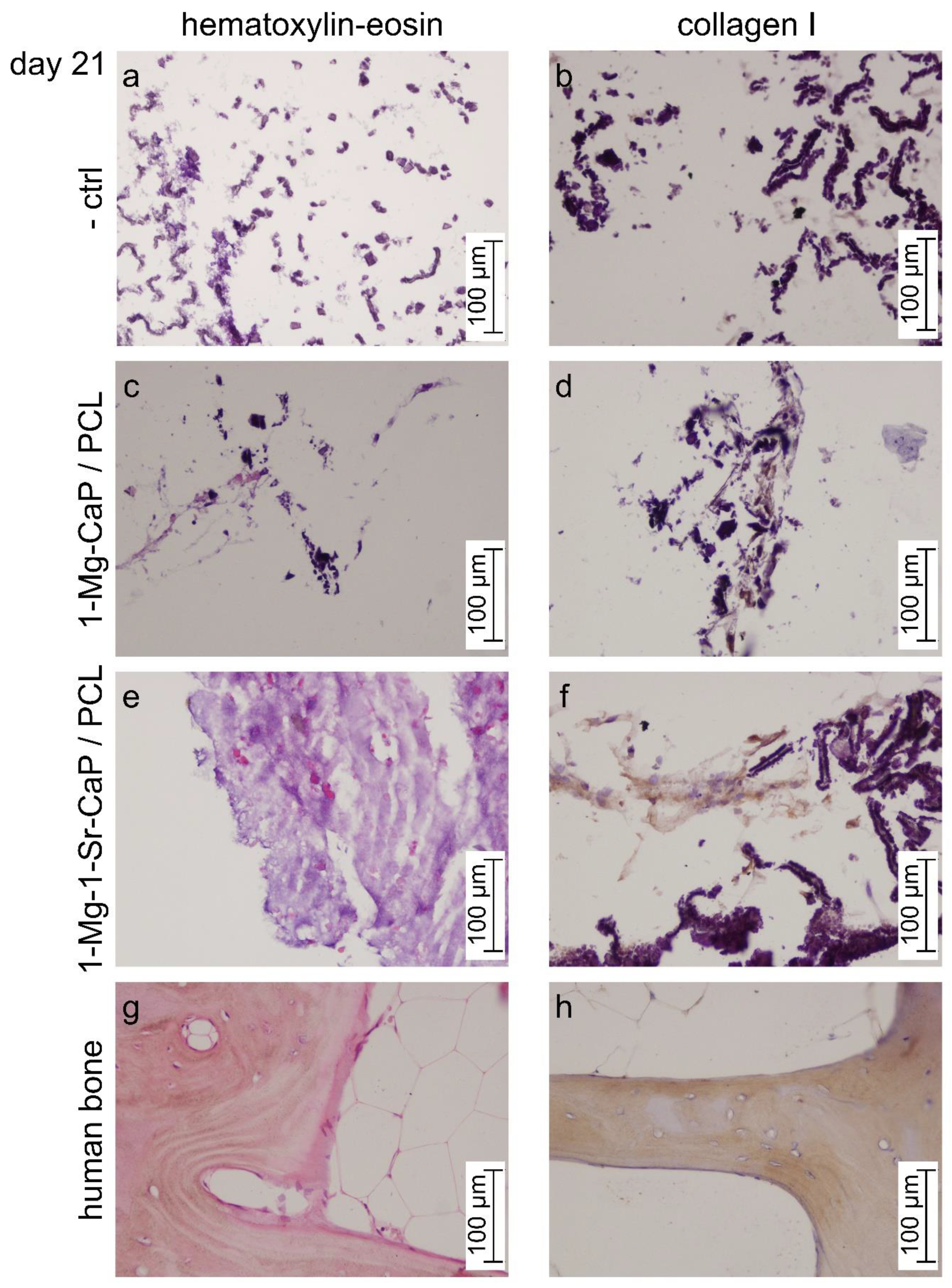 Materials 14 04403 g008 550