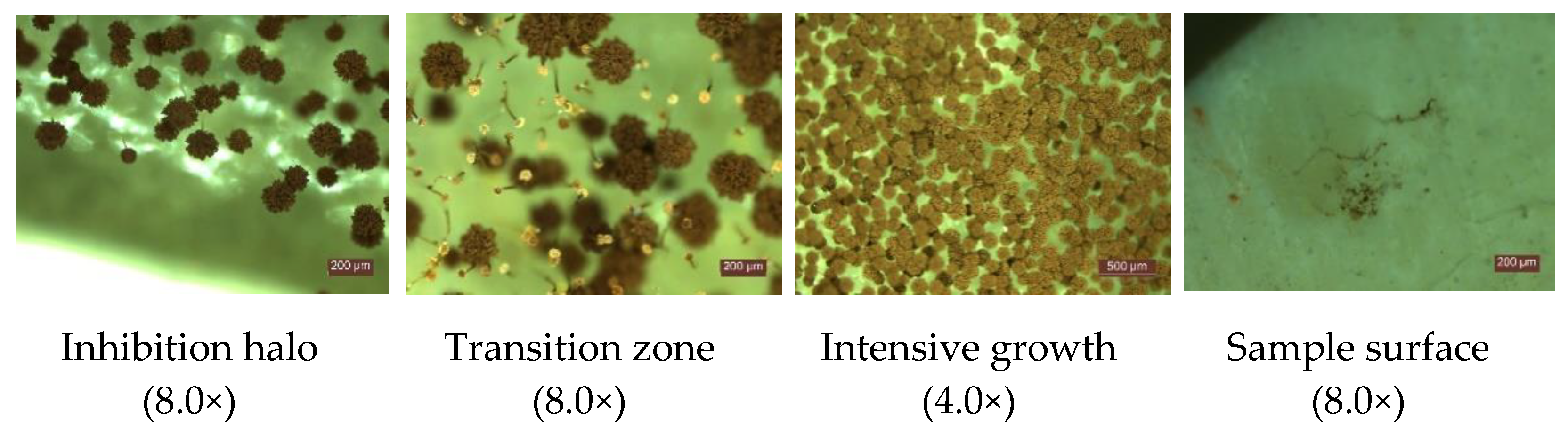 Materials 14 04442 g007 550