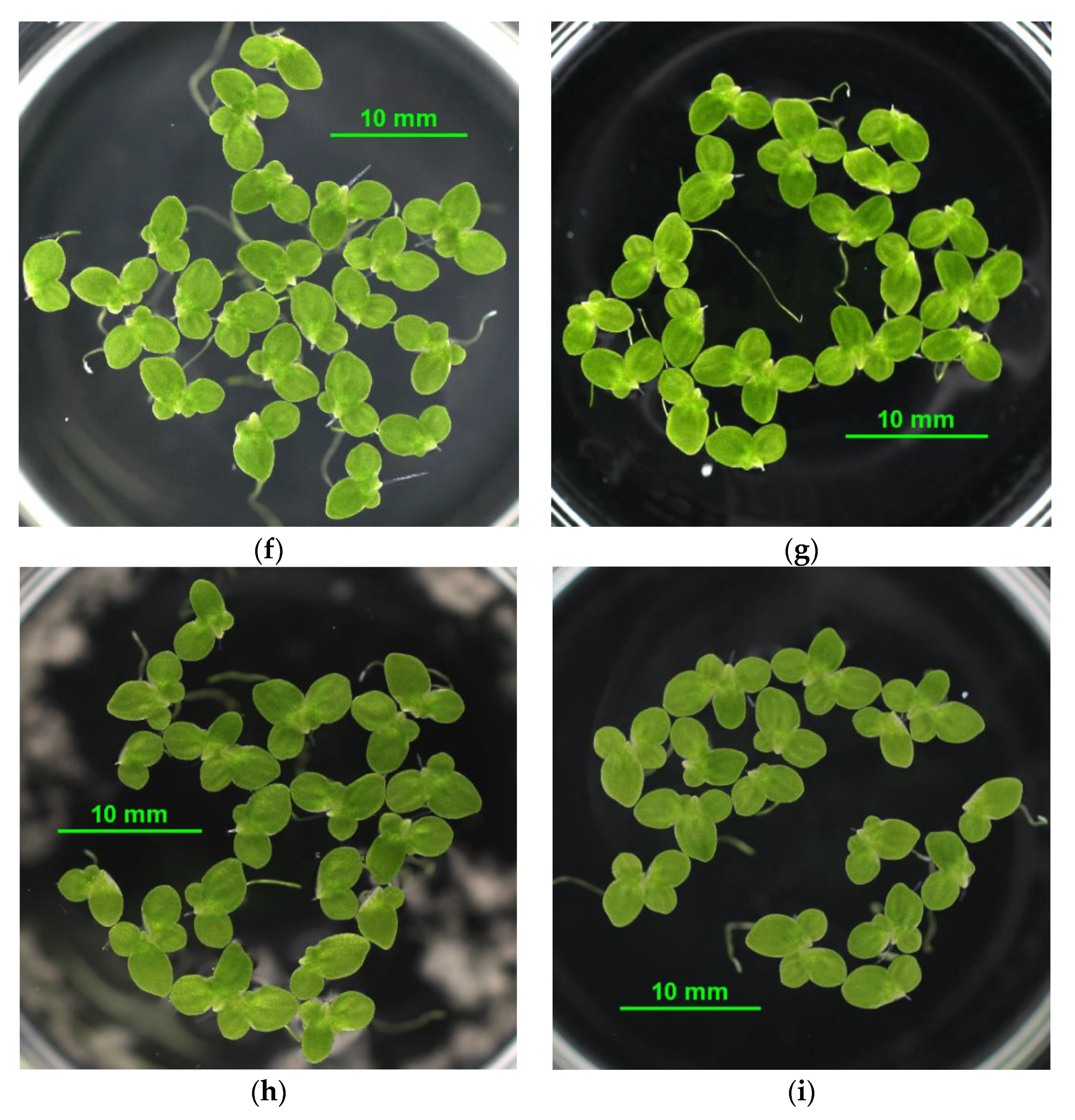 Materials 14 04476 g005b 550