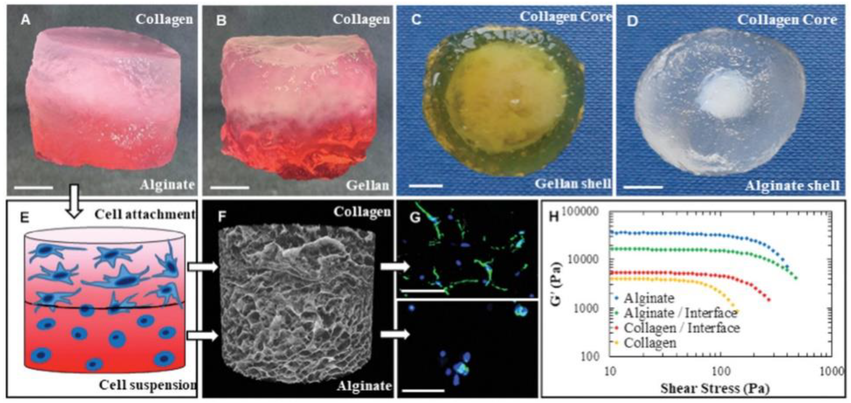 Materials 14 04521 g002