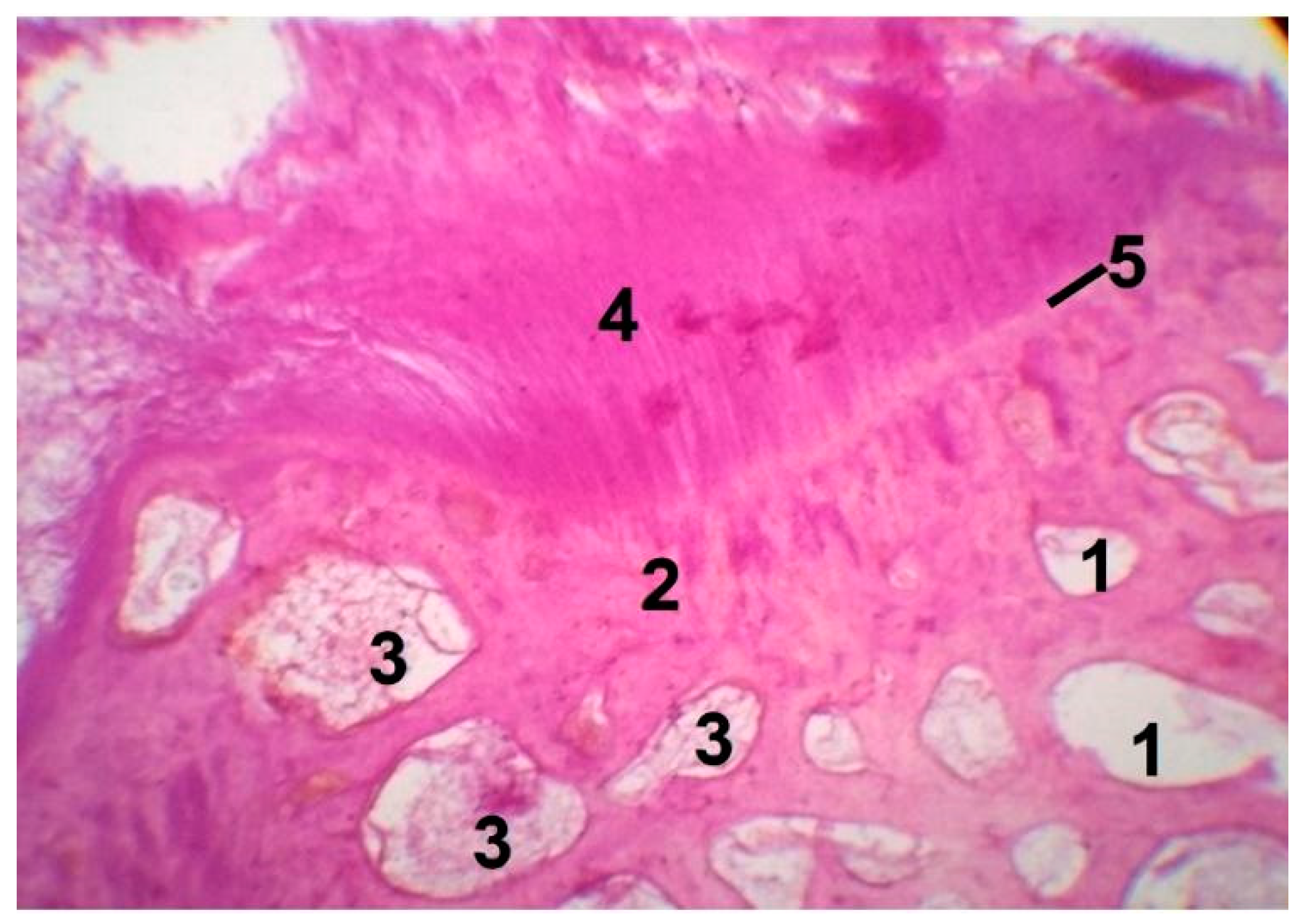 Materials 14 04546 g006