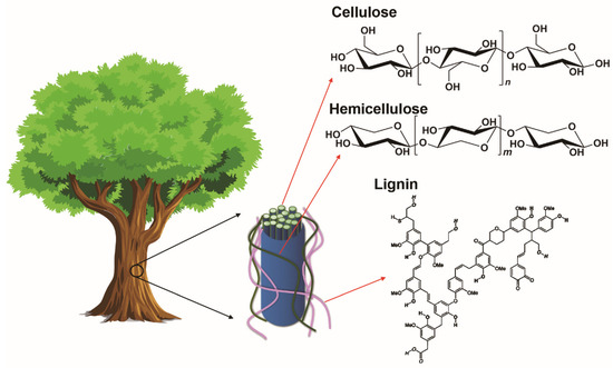 Lignocellulosic Biomass-Derived Carbon Electrodes for