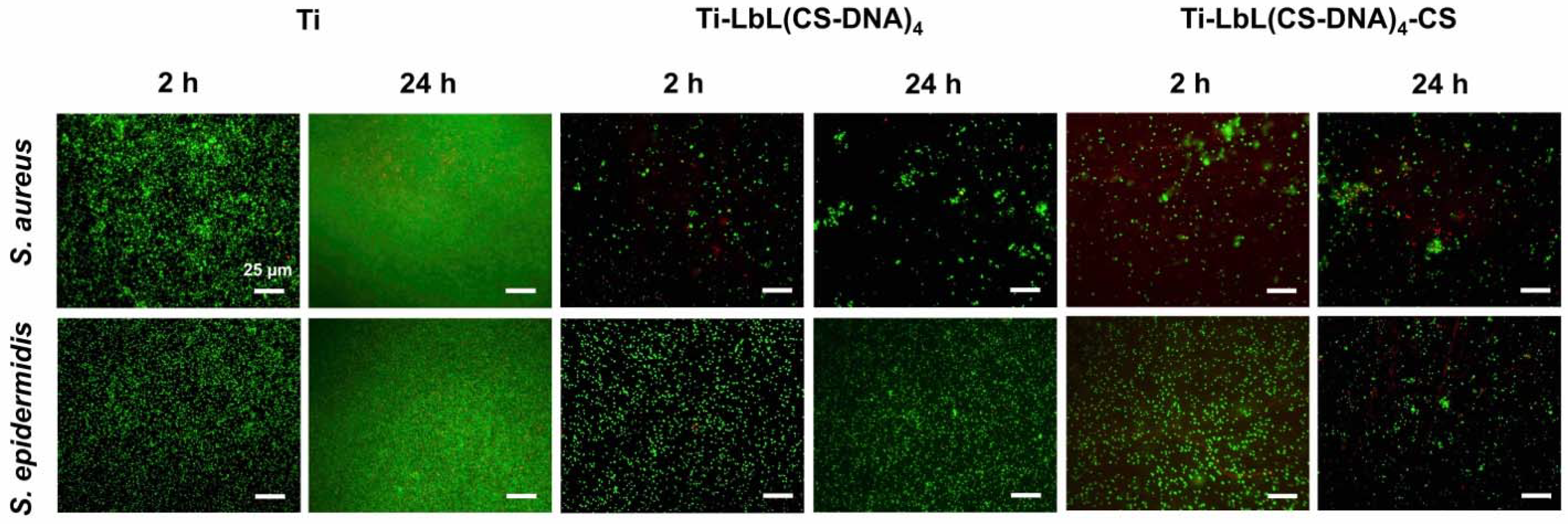 Materials 14 04596 g006 550