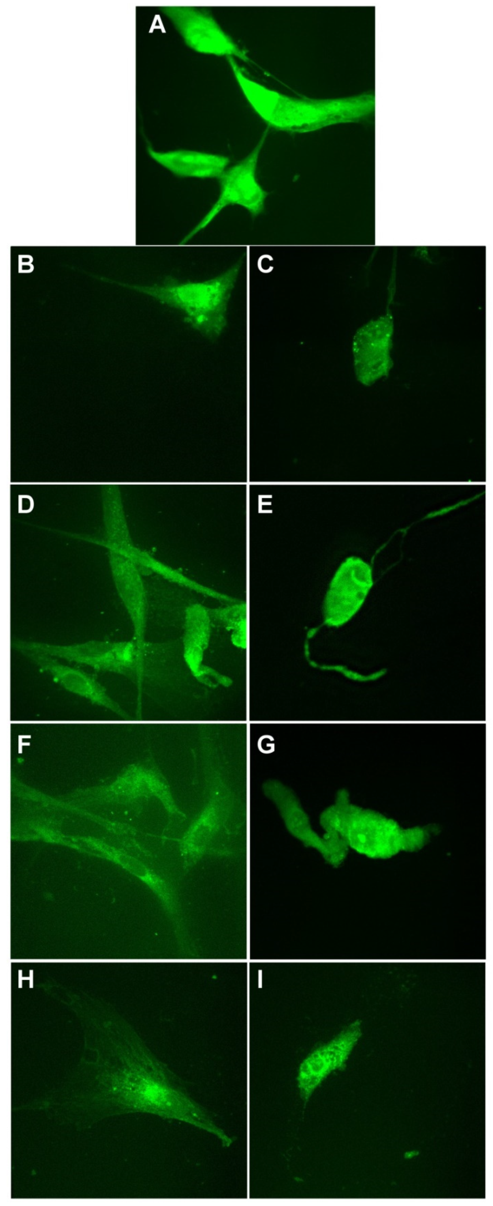 Materials 14 04726 g012 550